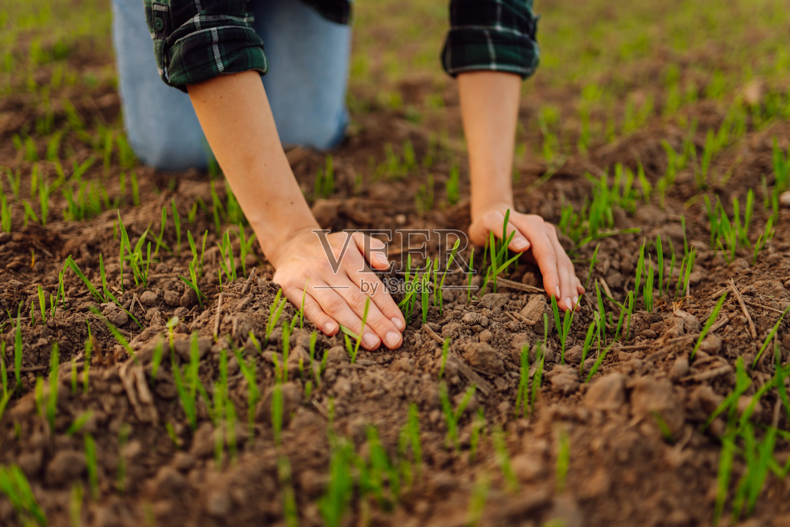 农民的手检查和抚摸绿色的芽近距离检查生活苗照片摄影图片