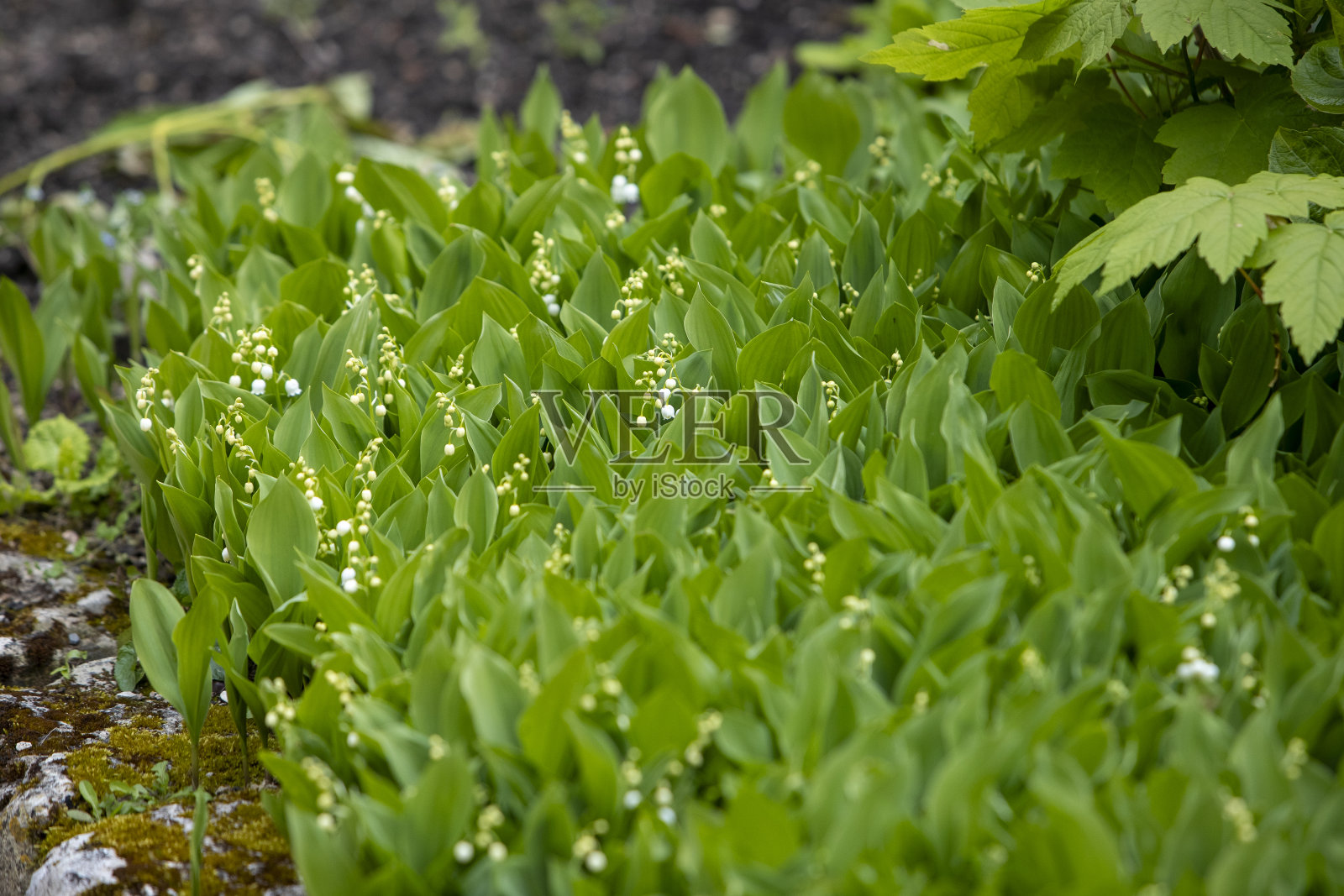 在多雨的花园里，铃兰花坛几乎盛开。照片摄影图片