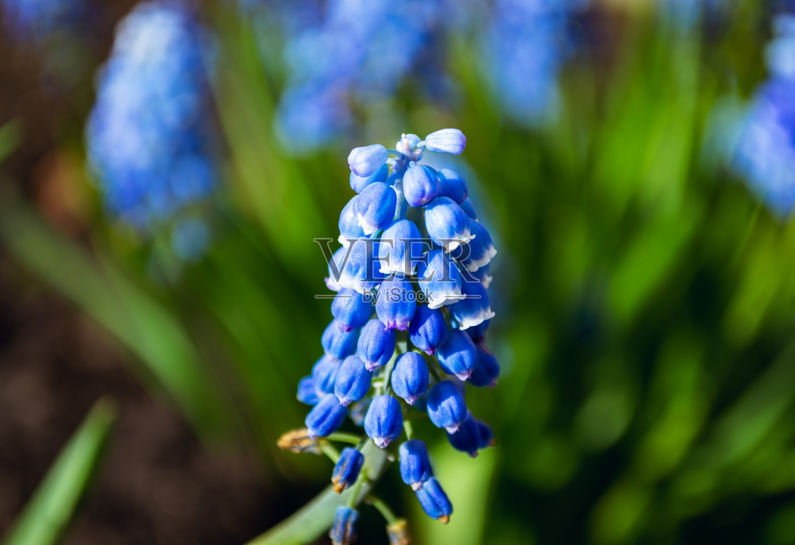 美丽的蓝色麝香花照片摄影图片