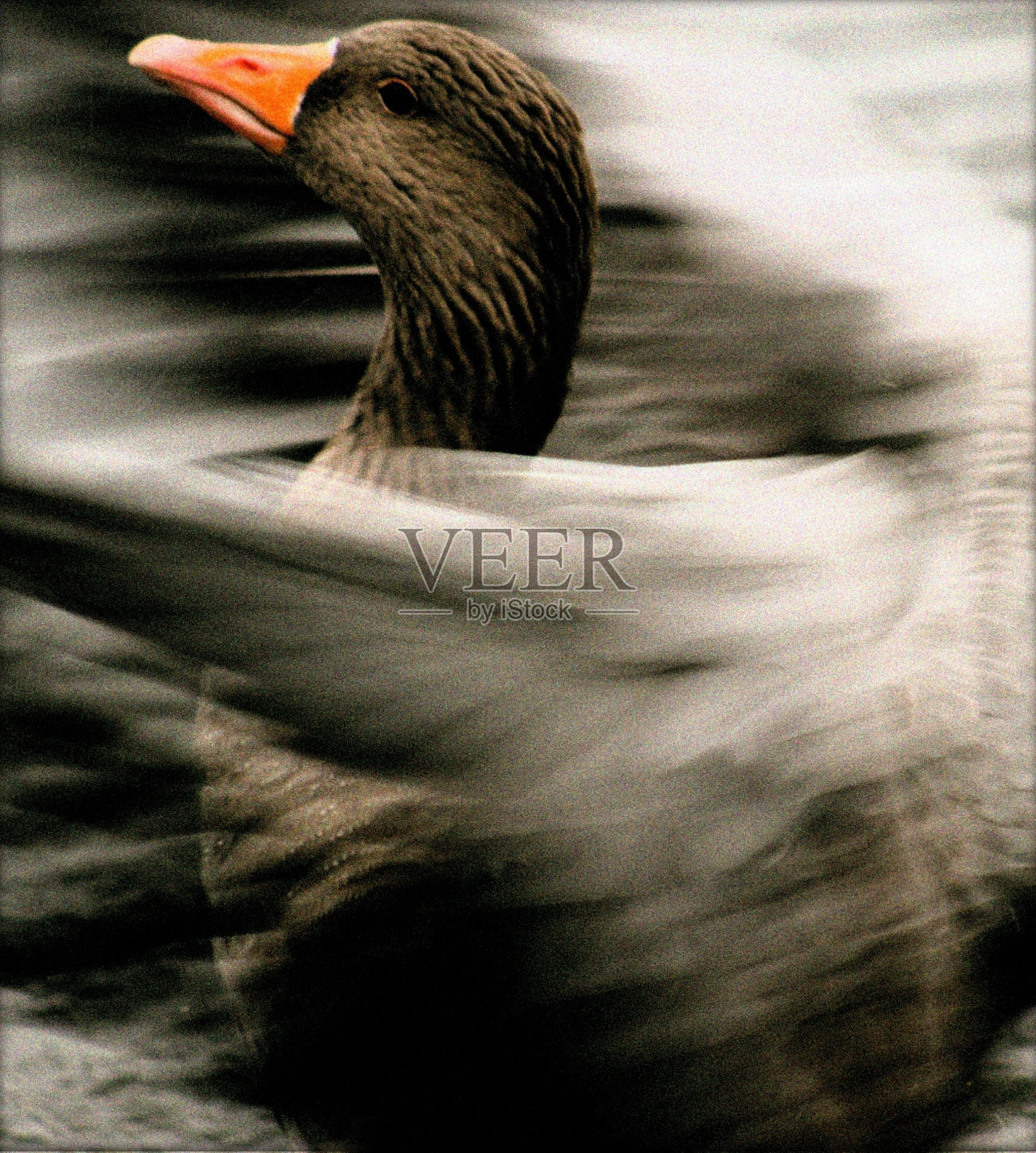 鸭子拍打翅膀的慢动作照片摄影图片