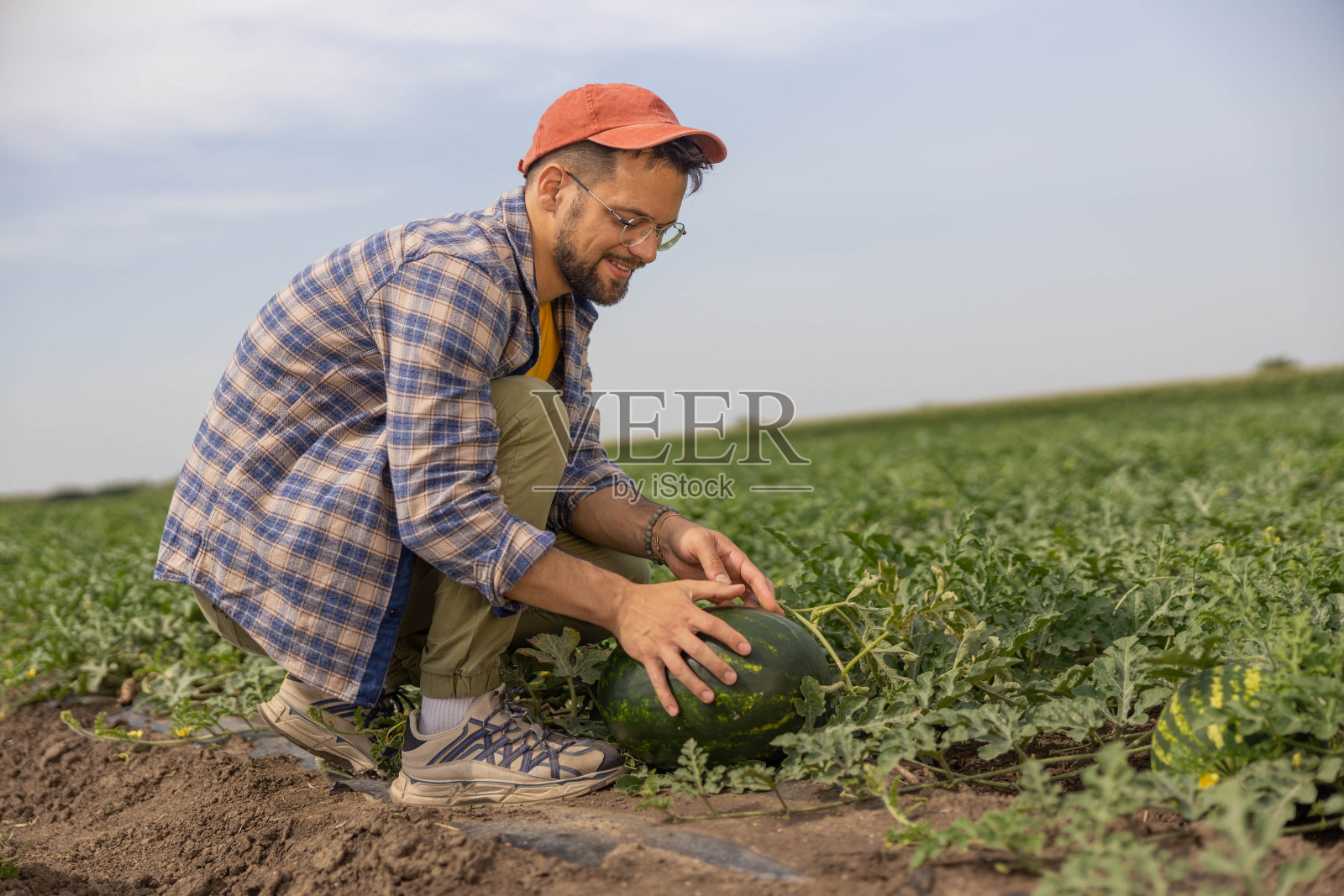 摘西瓜的农民照片摄影图片