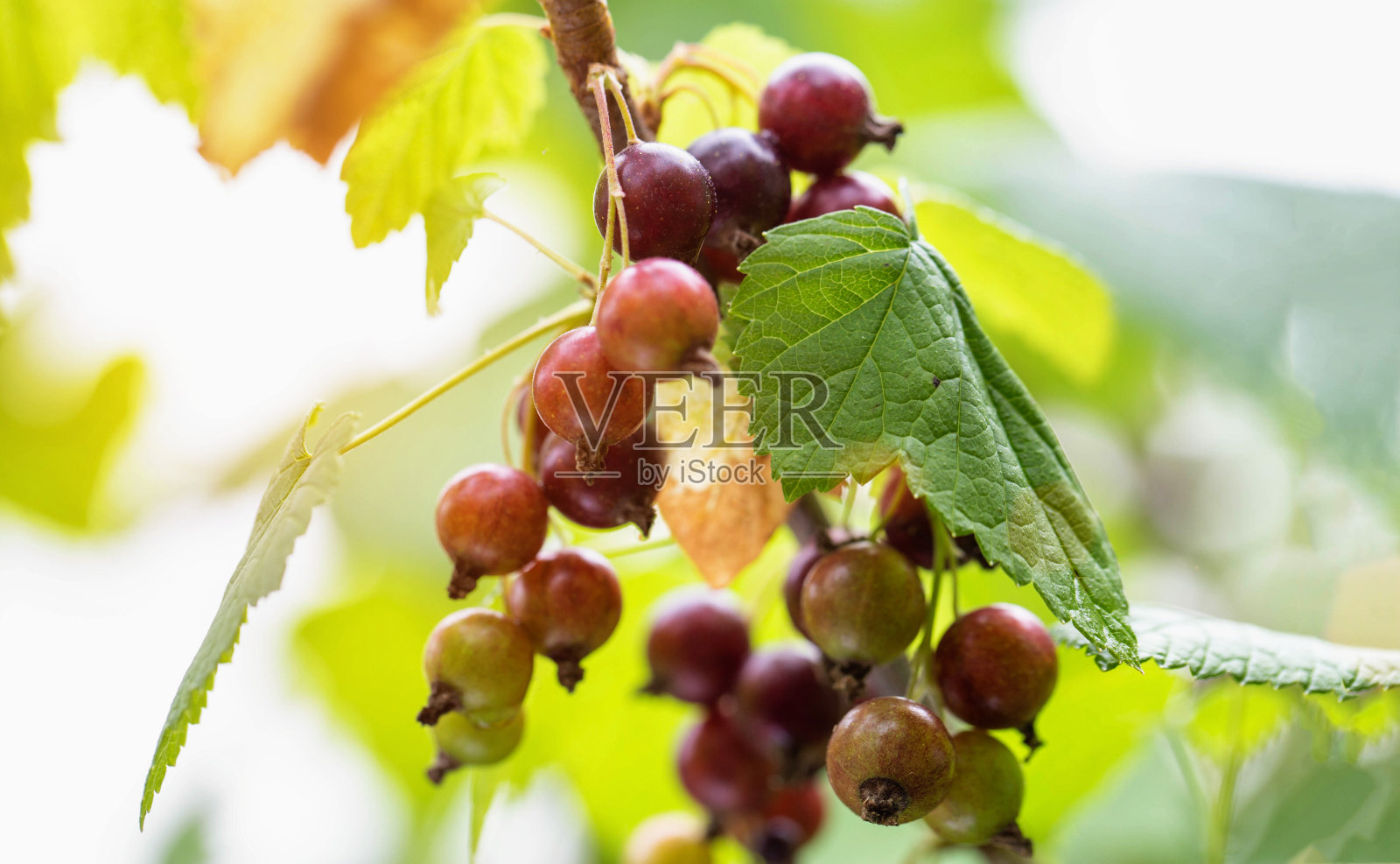 夏天在乡间灌木丛树枝上成熟的大黑加仑子。文本的复制空间。越来越多的浆果照片摄影图片