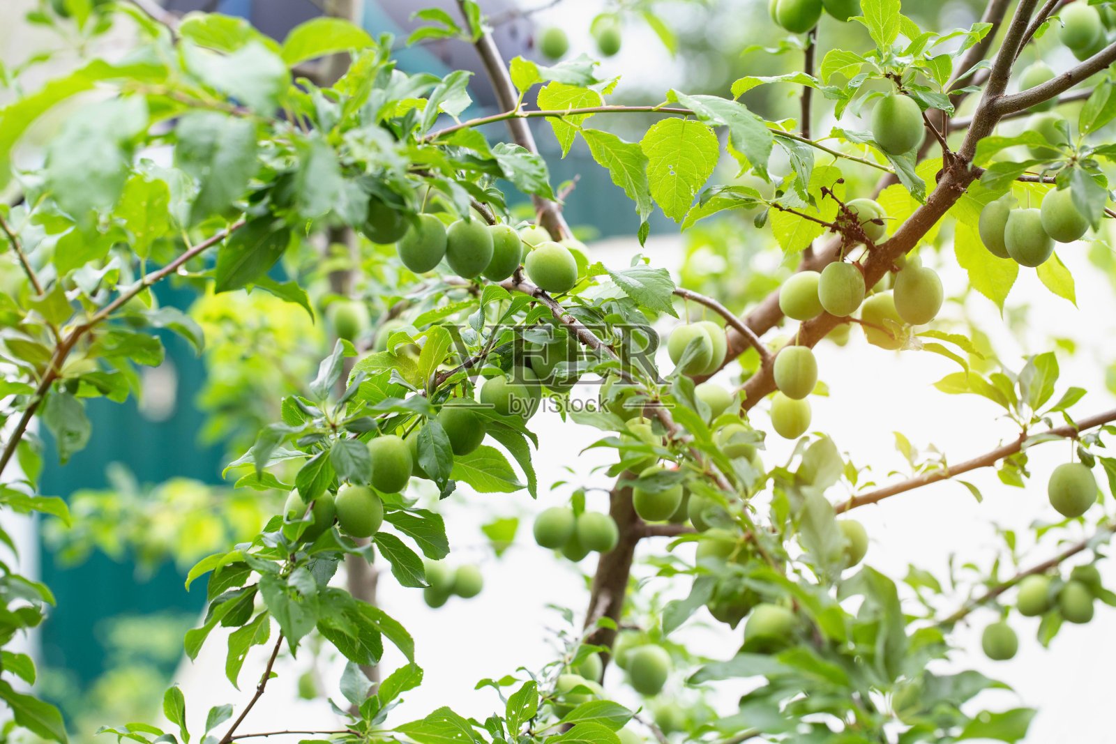 成熟期李子与桃树杂交，果实青翠。果树、园艺产量高照片摄影图片