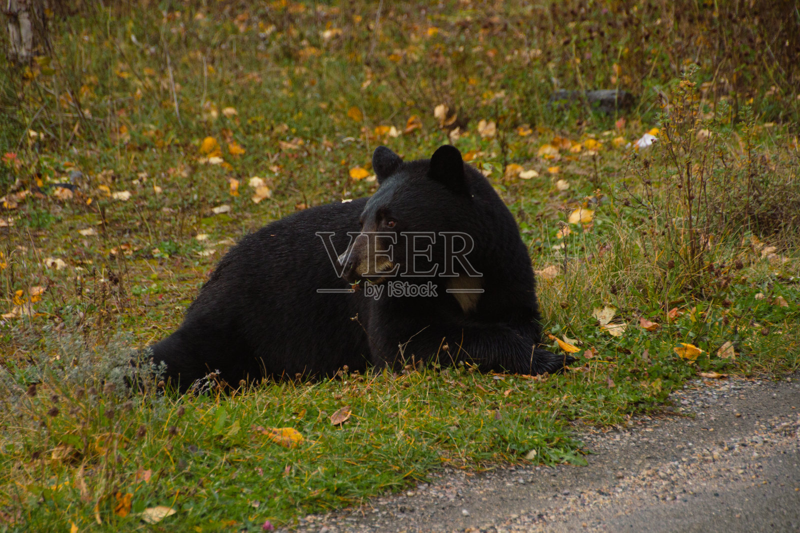 棕熊在草地上吃东西照片摄影图片