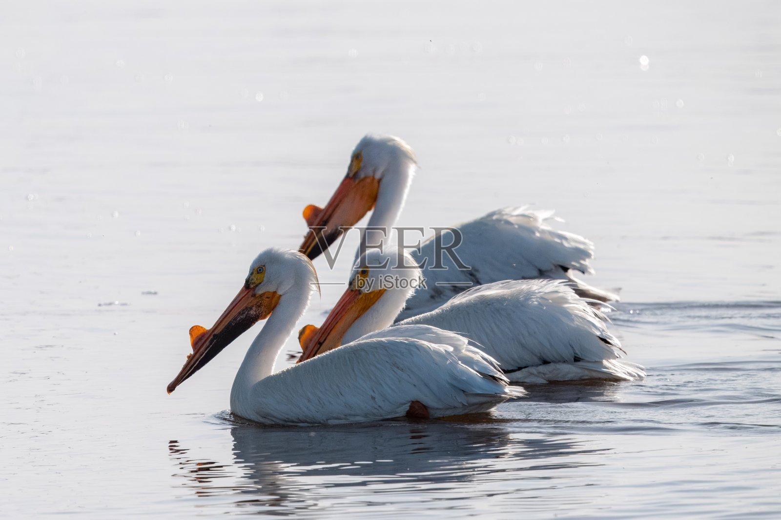三胞胎照片摄影图片