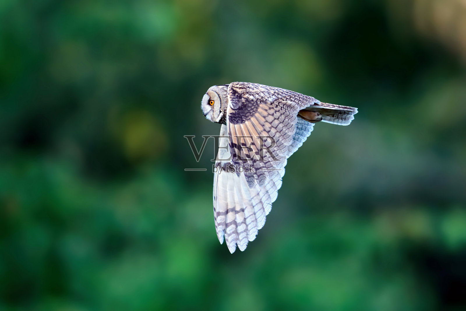 长耳猫头鹰(Asio otus)照片摄影图片