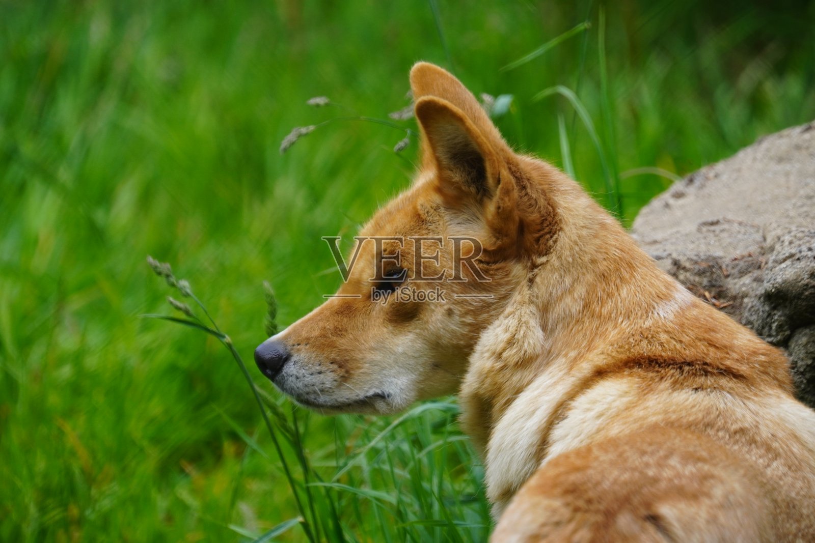 澳洲野狗照片摄影图片
