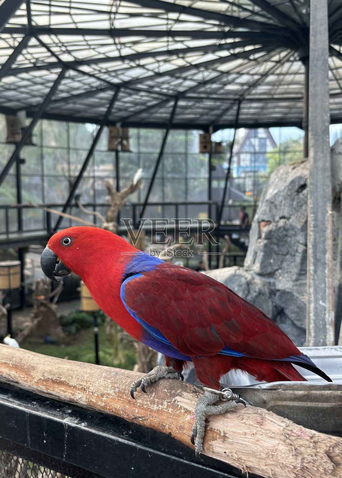 Nuri Bayan Maluku (Eclectus roratus) - Betina照片摄影图片