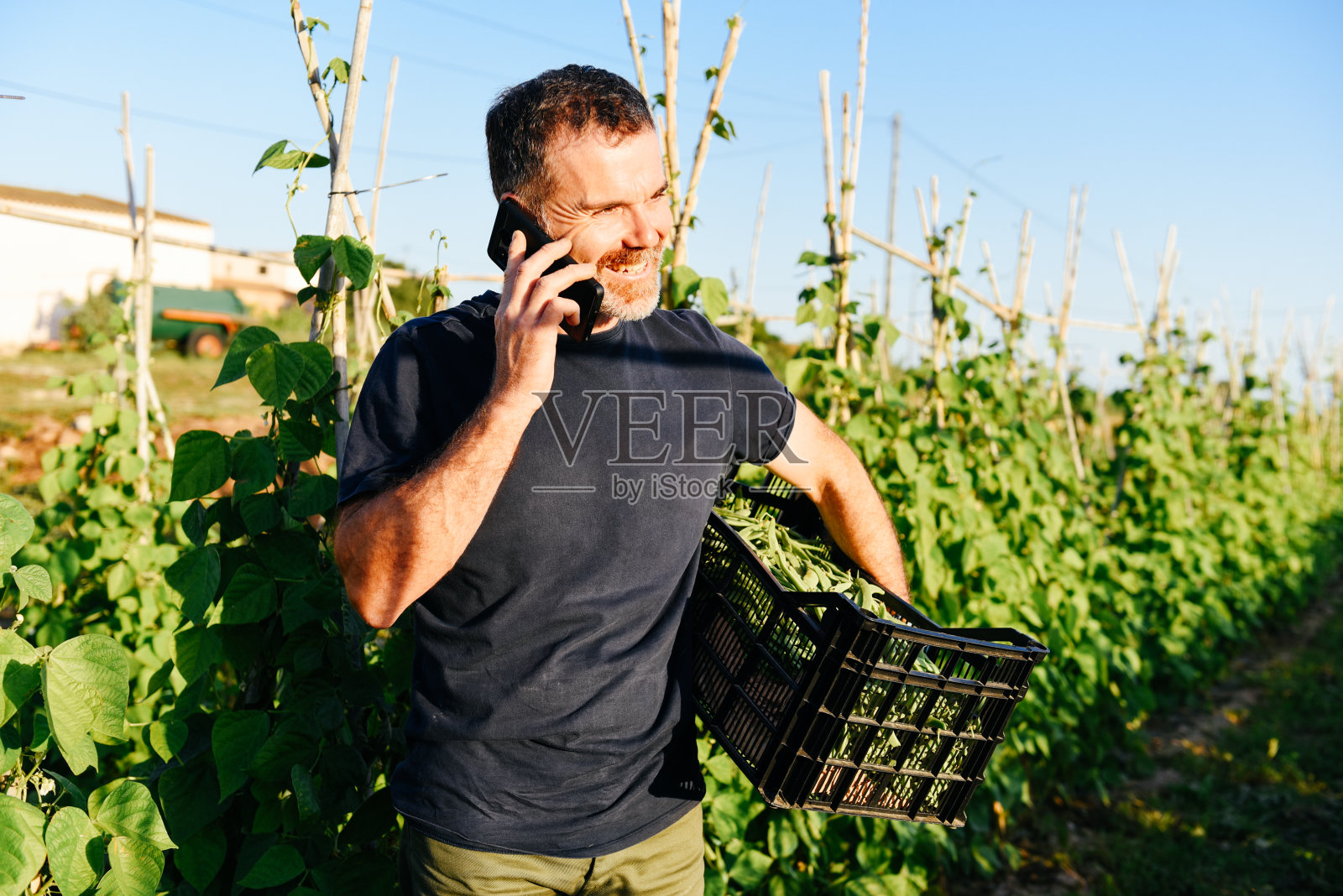 一个面带微笑的农民在田间提着一箱青豆在讲电话照片摄影图片