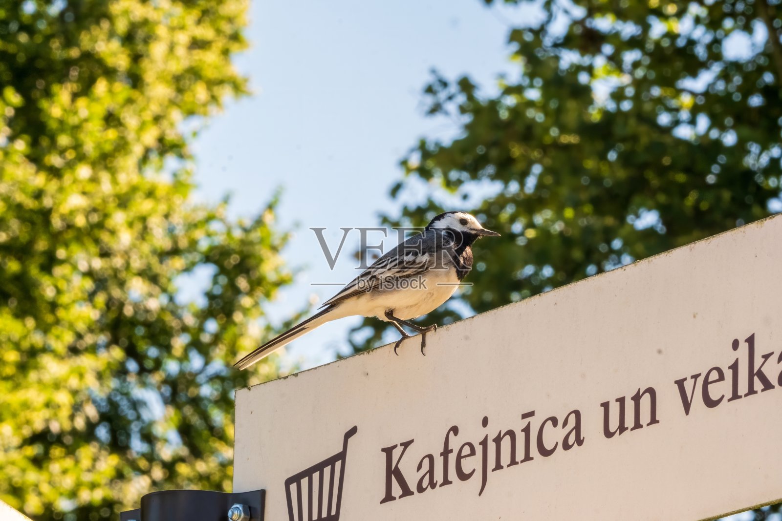 小鸟栖息在公园的指示牌上照片摄影图片