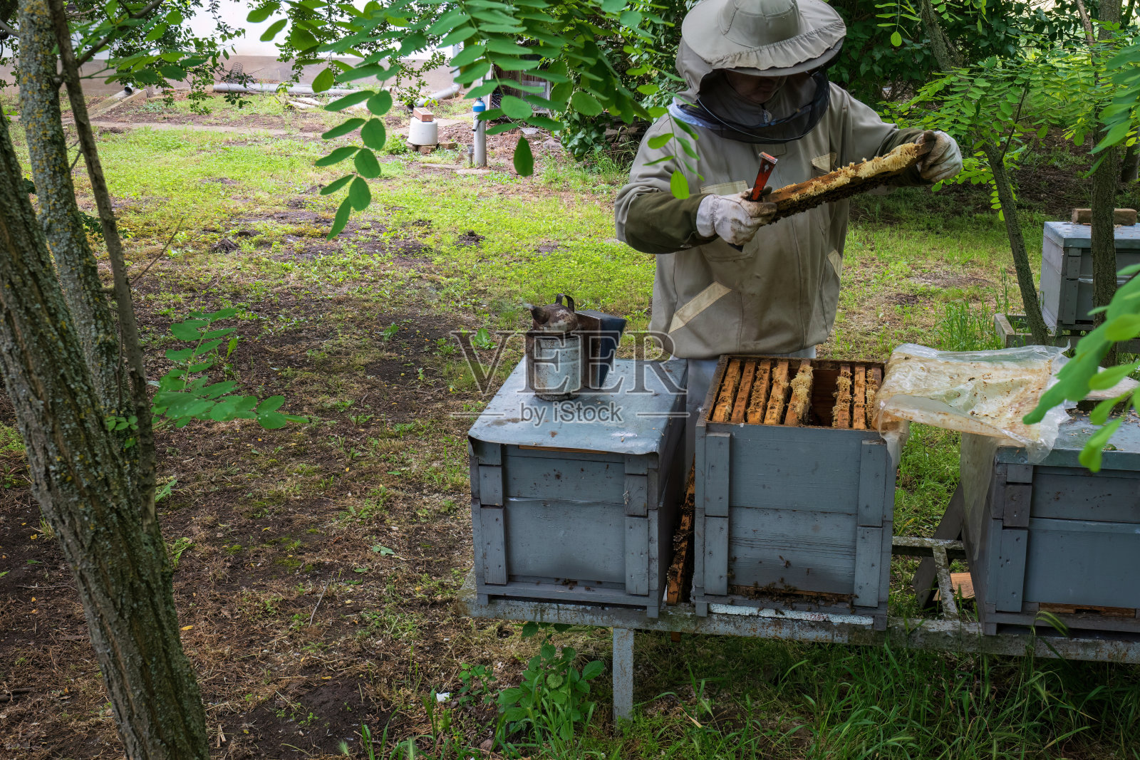 养蜂人与蜜蜂一起工作。照片摄影图片