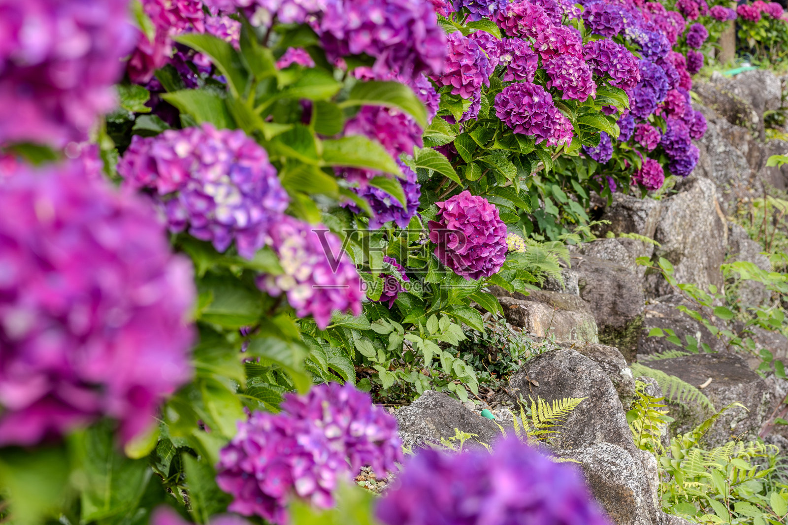 绣球花(绣球)照片摄影图片