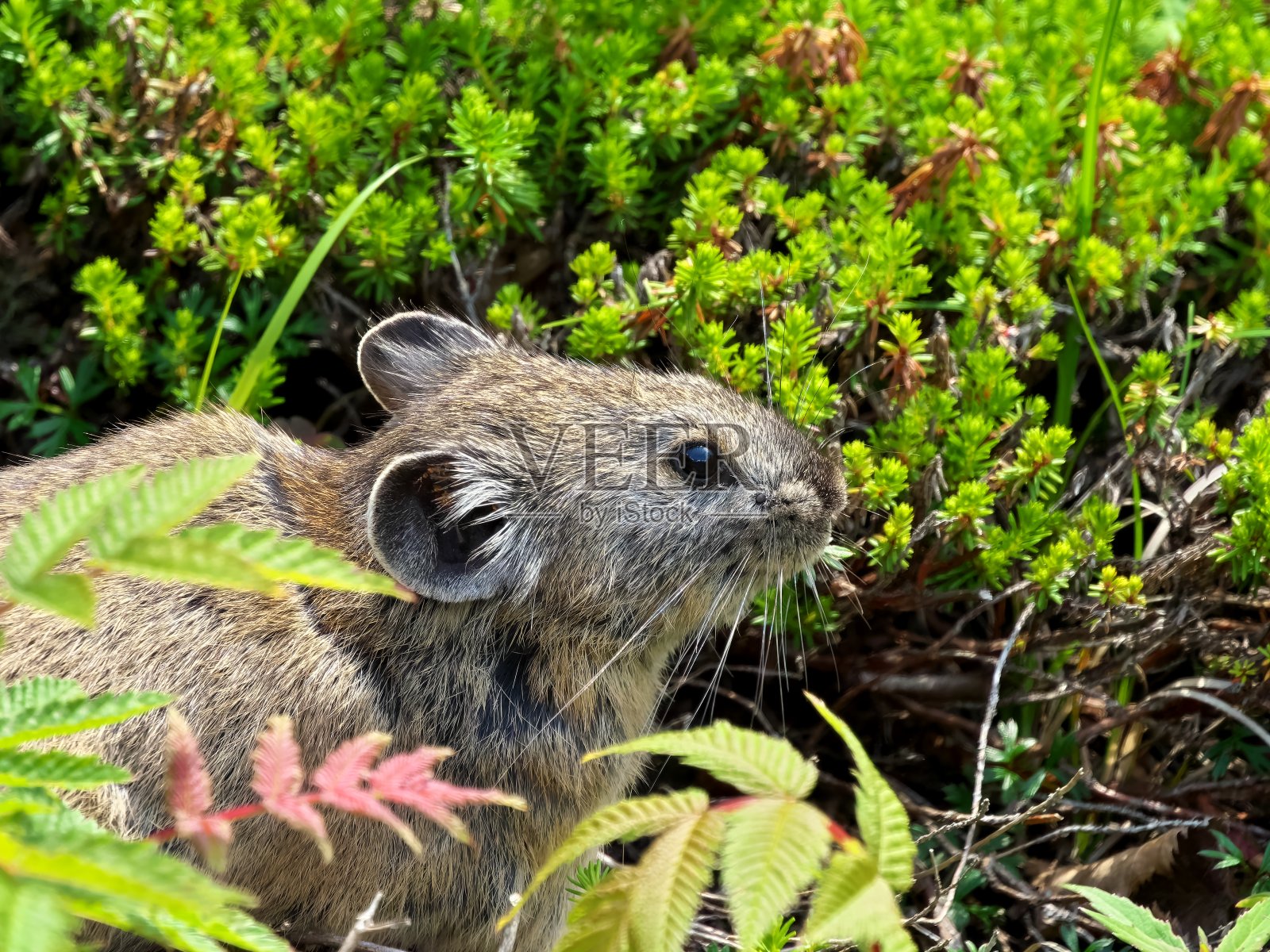 北海道东部，野怡森快车照片摄影图片