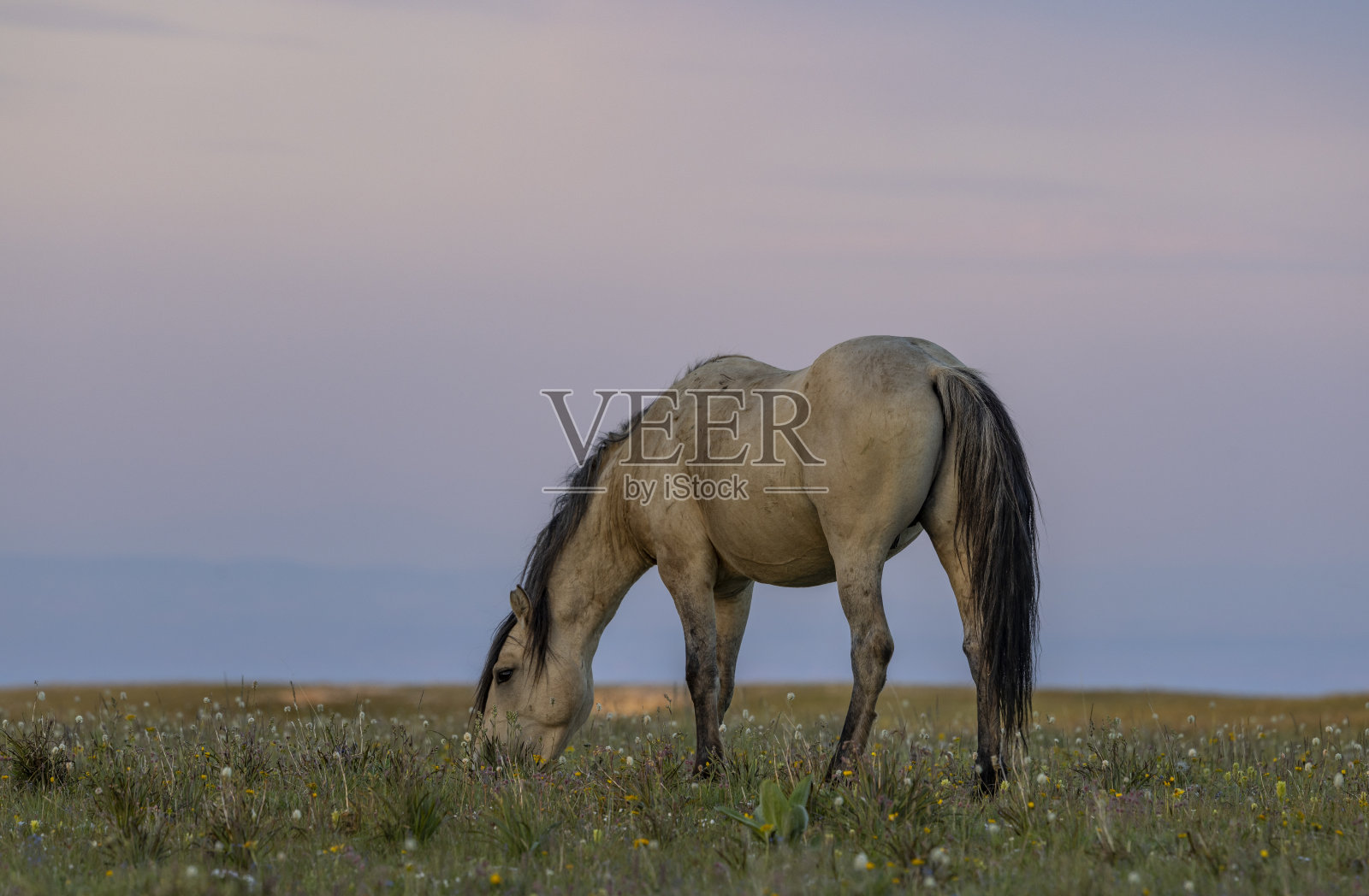 夏天在蒙大拿普赖尔山脉的野马照片摄影图片