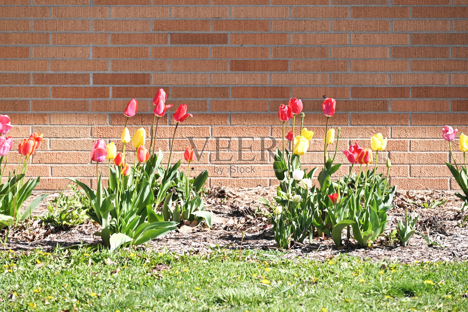 砖墙旁的郁金香照片摄影图片