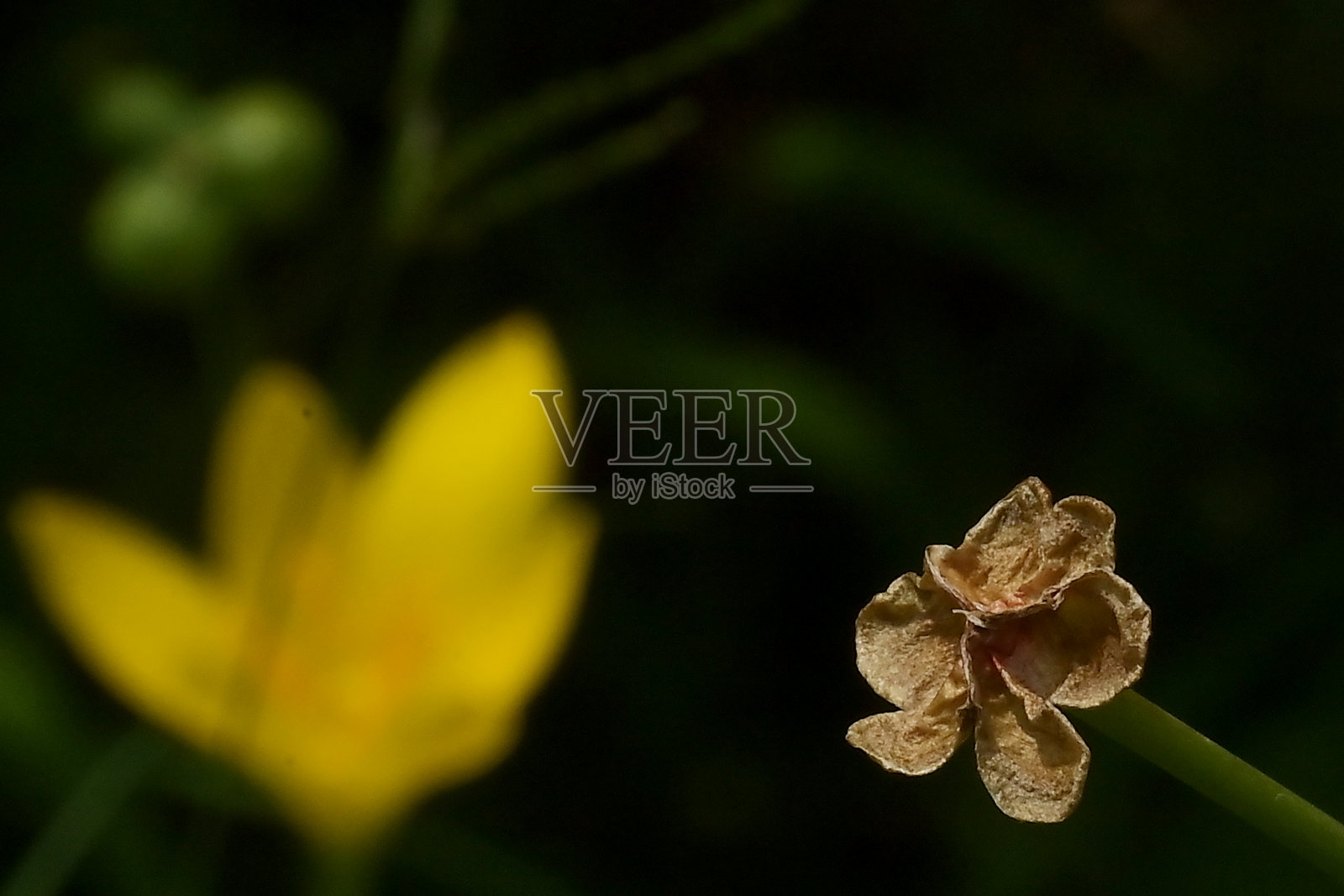 干百合花。照片摄影图片