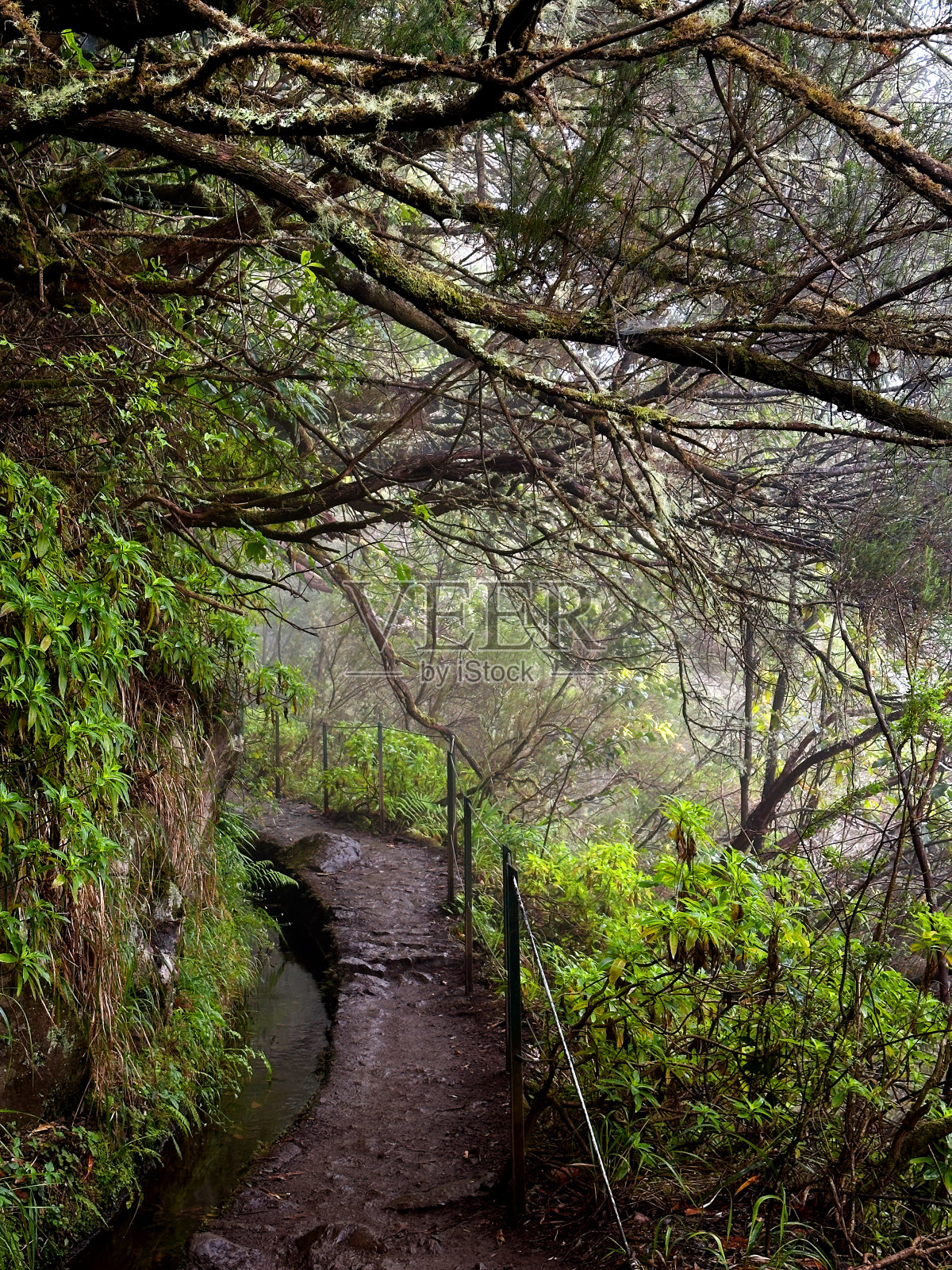 徒步穿过灌溉渠附近茂密的黑暗森林照片摄影图片