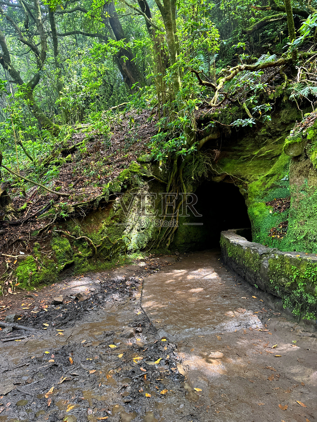 洞穴的入口是一条穿过茂密黑暗森林的徒步小径照片摄影图片