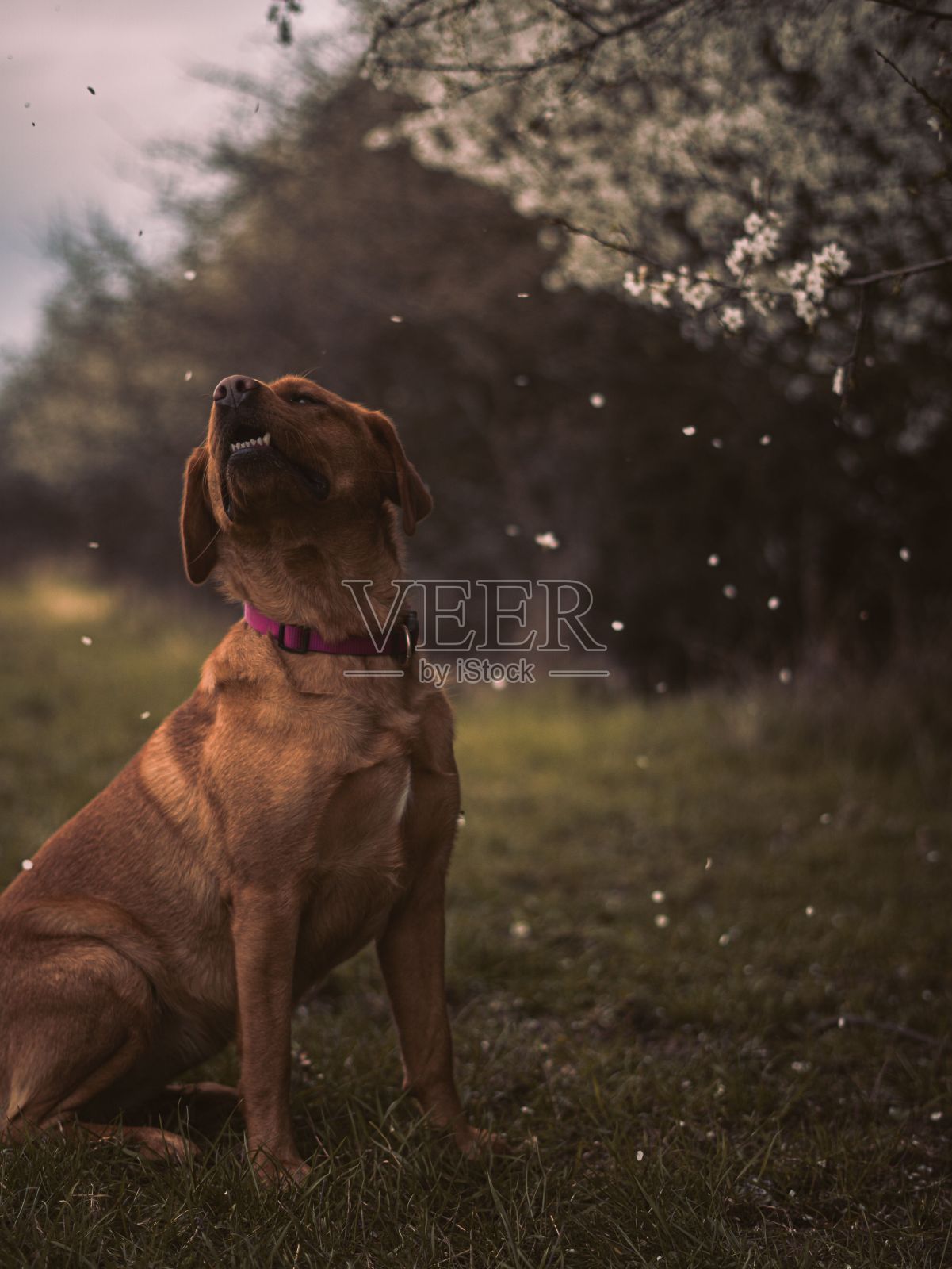 一只戴着紫色项圈的狐毛拉布拉多犬坐在盛开的树木和落花的田野里。照片摄影图片