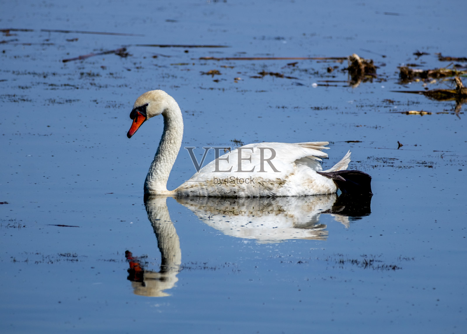 一只天鹅漂浮在池塘水面上照片摄影图片