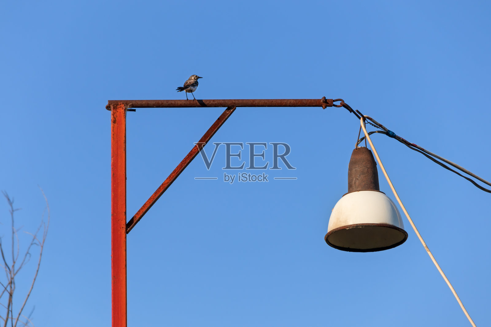 一只小摇尾鸟站在一根铁杆上，拿着一盏电灯和一根电线，映衬着蓝天照片摄影图片