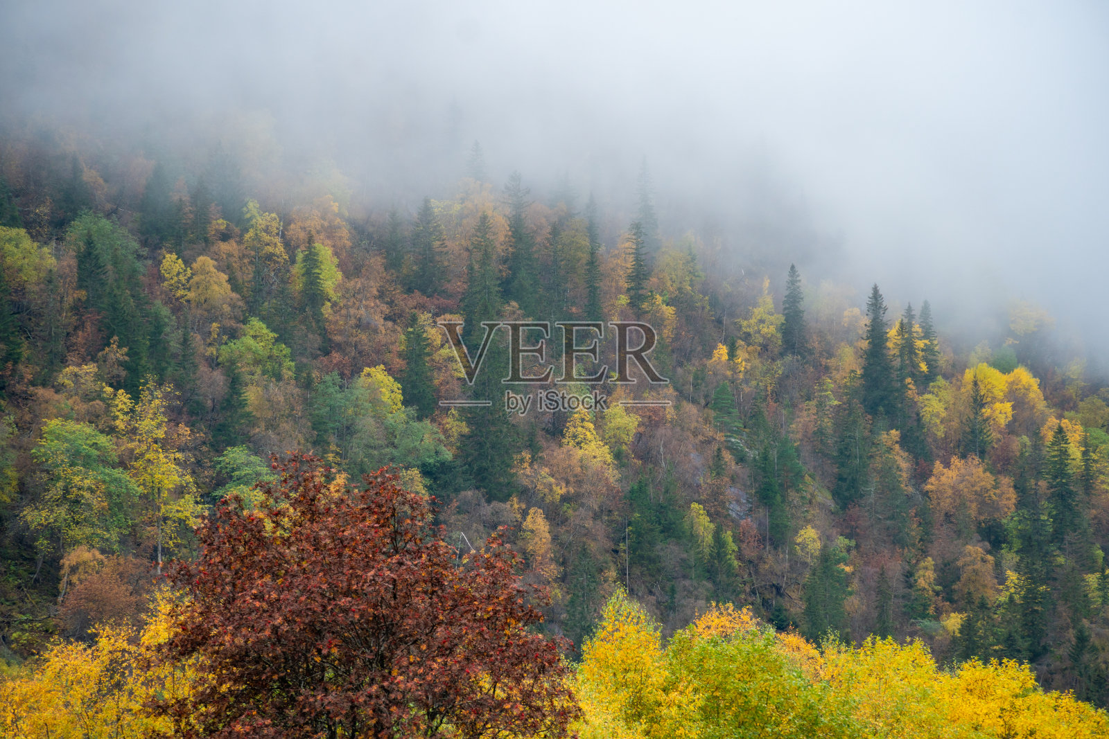 雾蒙蒙的秋天森林在Rjukan，挪威照片摄影图片