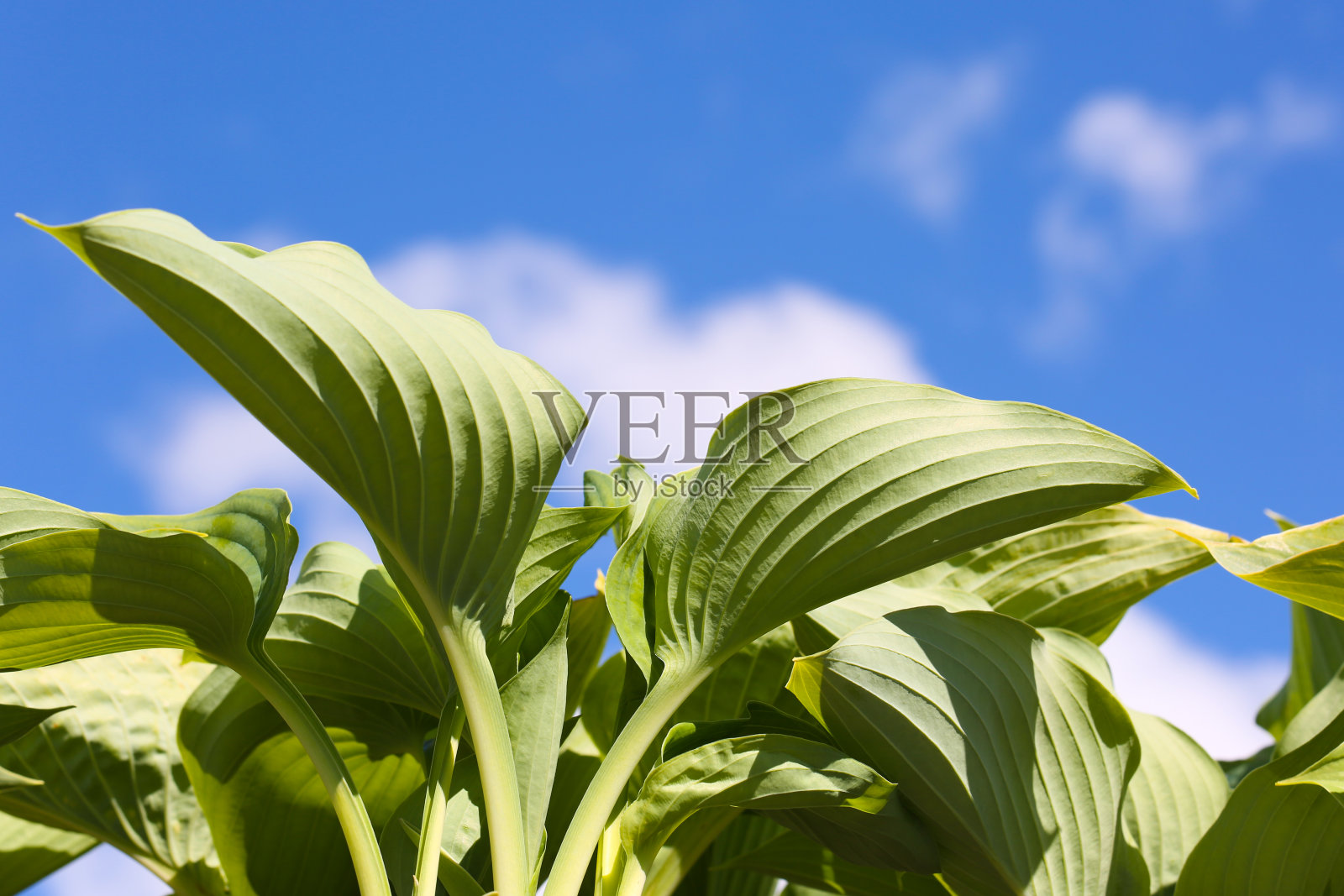 叶照片摄影图片