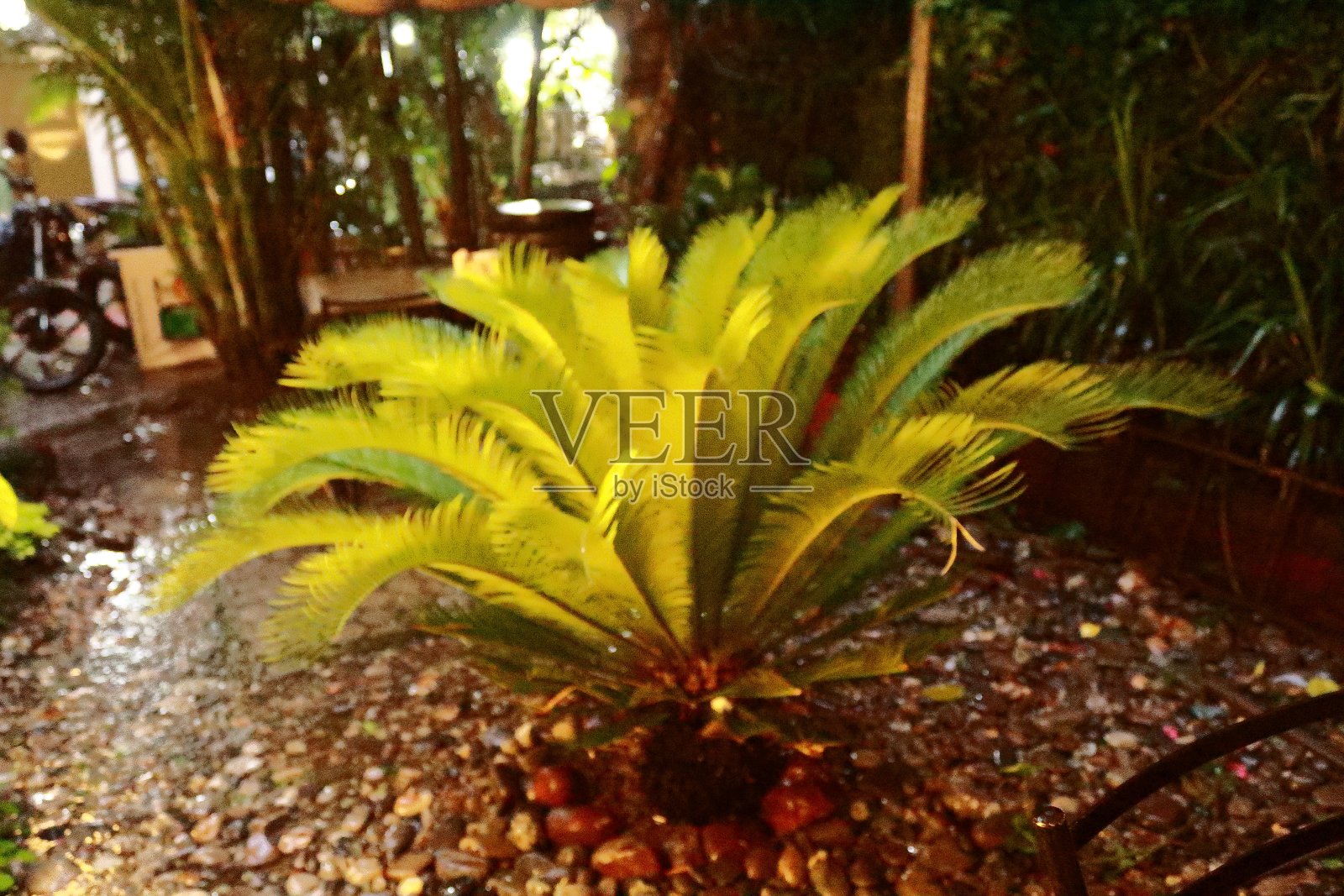 花园照片摄影图片