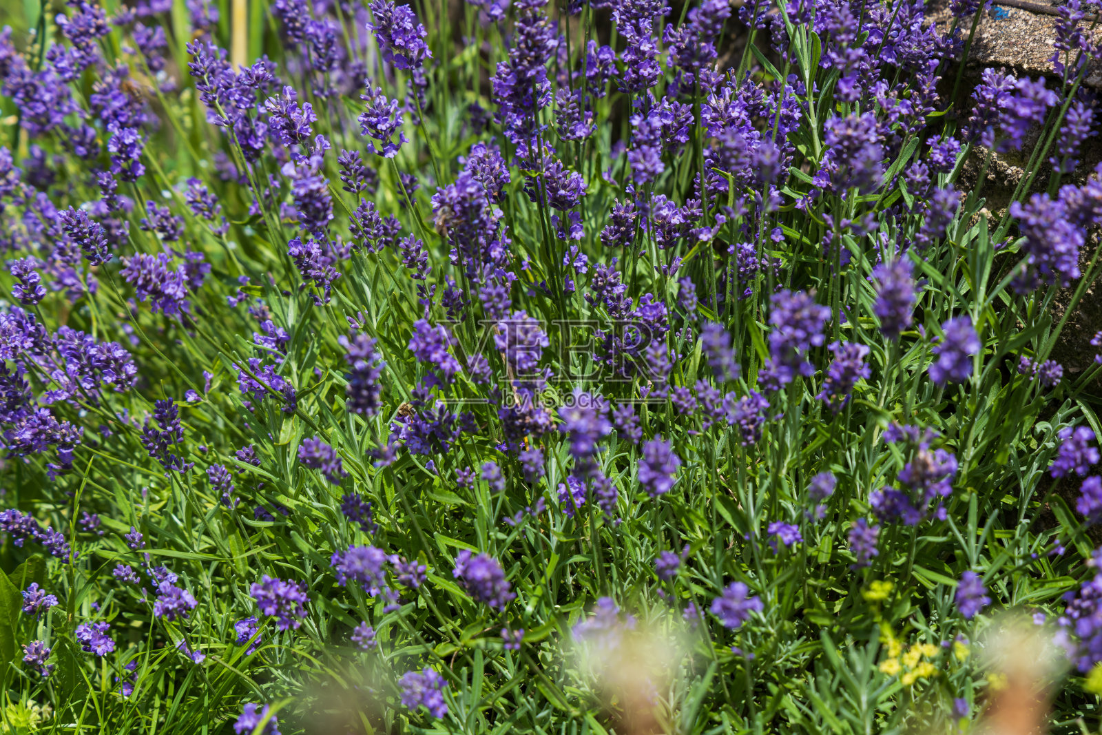 薰衣草-一种蓝紫色开花的药用植物照片摄影图片