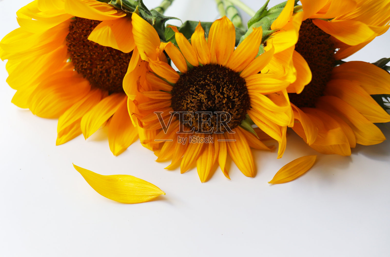 白色背景上的一束黄色向日葵。明信片的布局照片摄影图片