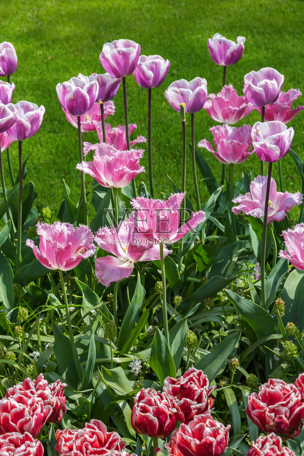 红色、白色和粉红色的郁金香盛开的田野。春天的风景照片摄影图片