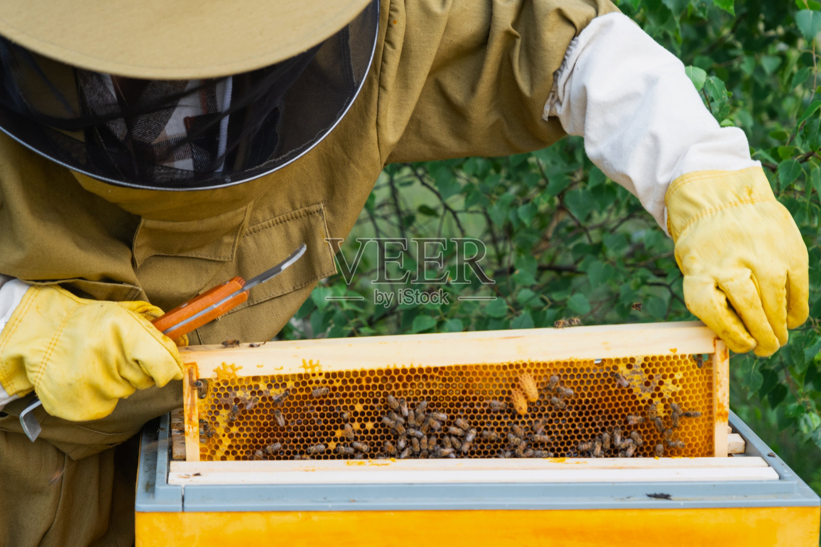 一个养蜂人，一个穿着防护服防止蜜蜂叮咬的女人，手里拿着一个装有蜂巢蜂蜜的框架。养蜂，爱护蜂房照片摄影图片