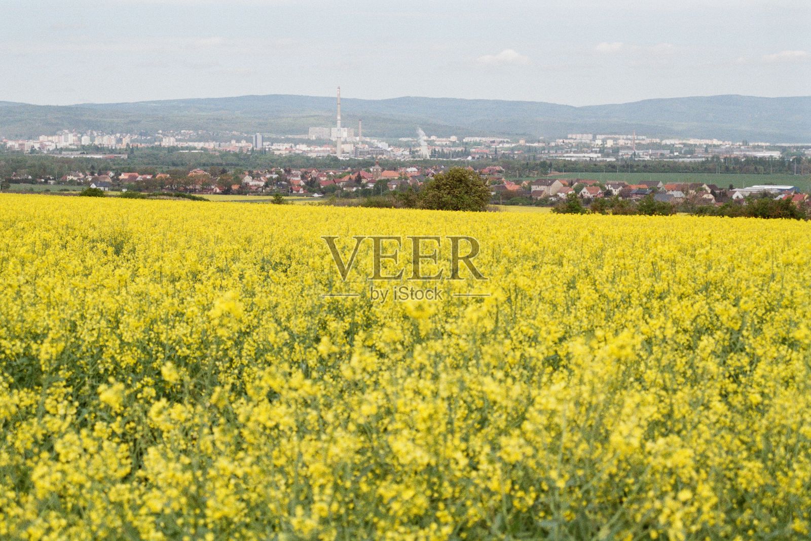 23日，捷克Chomutov附近的油菜田。2024年4月彩色胶片-扫描的35mm胶片的模糊和噪声被故意留在图像中照片摄影图片