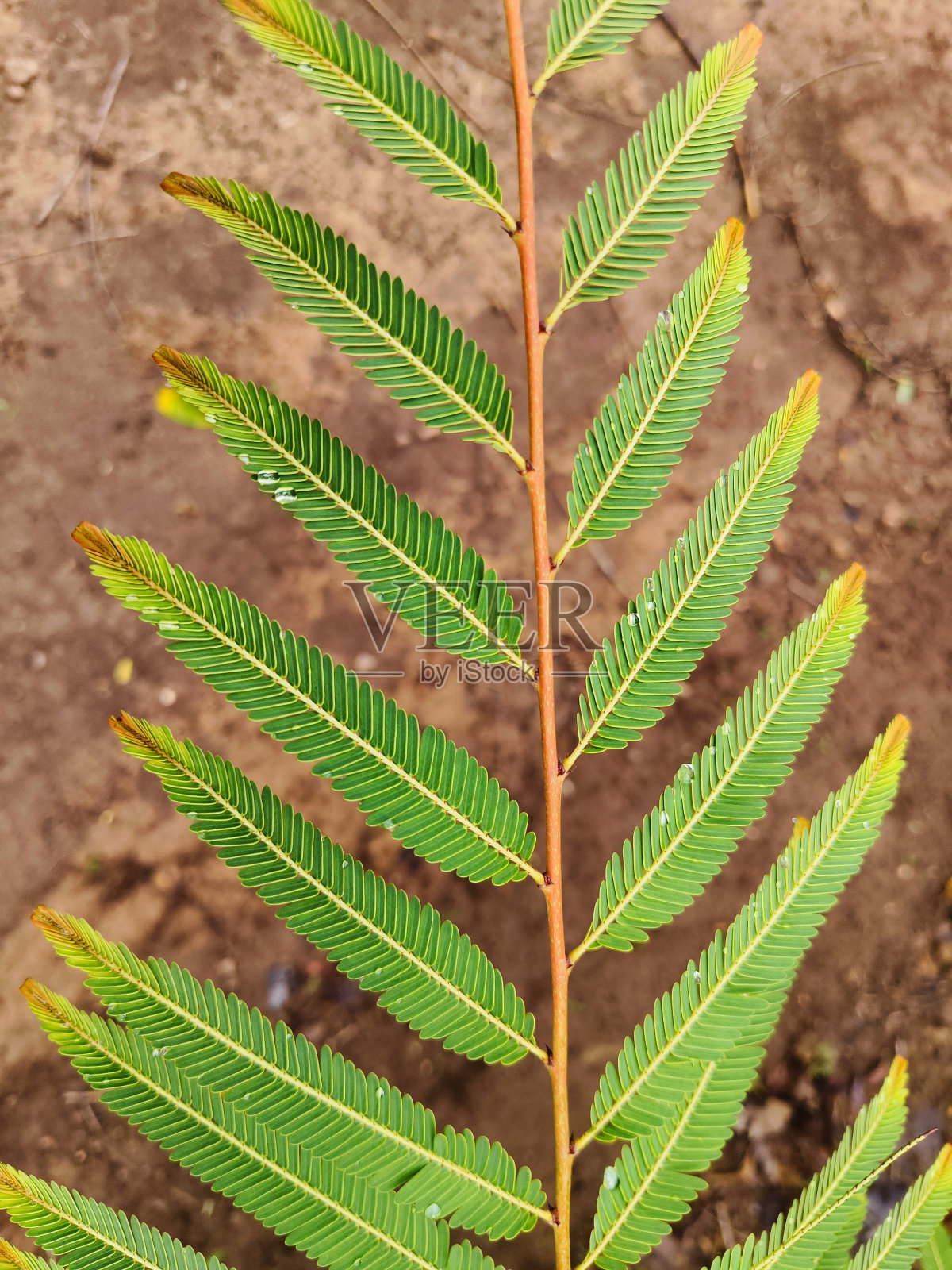 近距离观察印度醋栗叶照片摄影图片