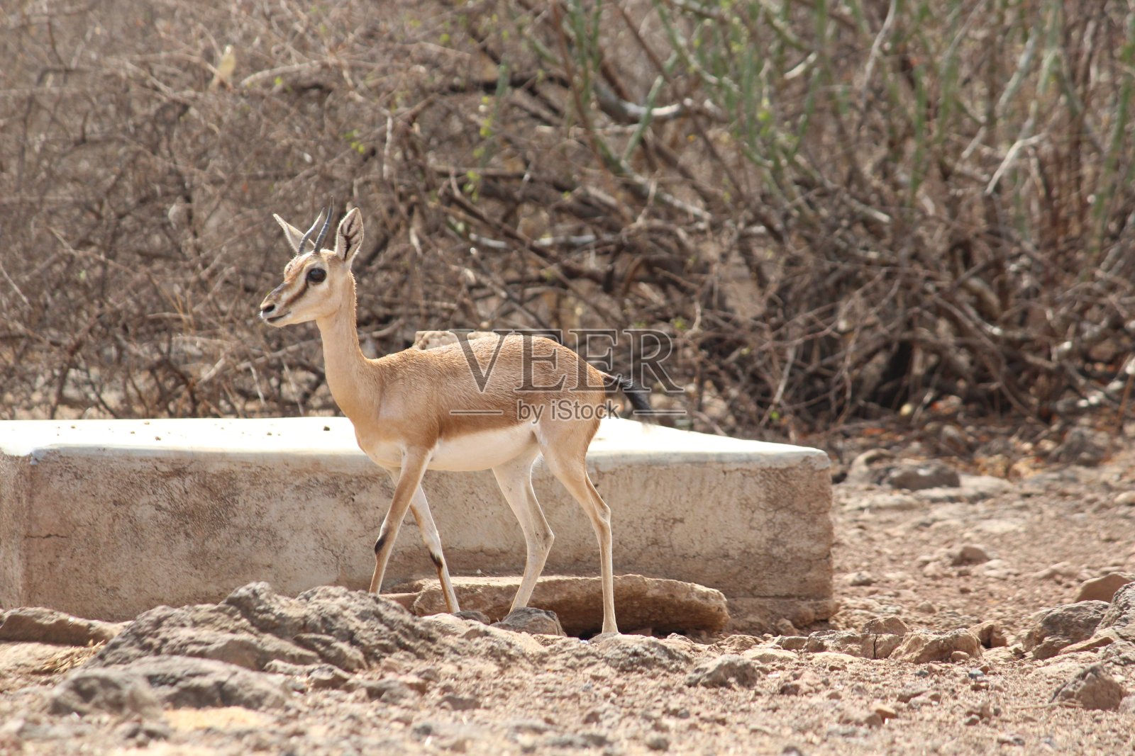 印度羚羊照片摄影图片