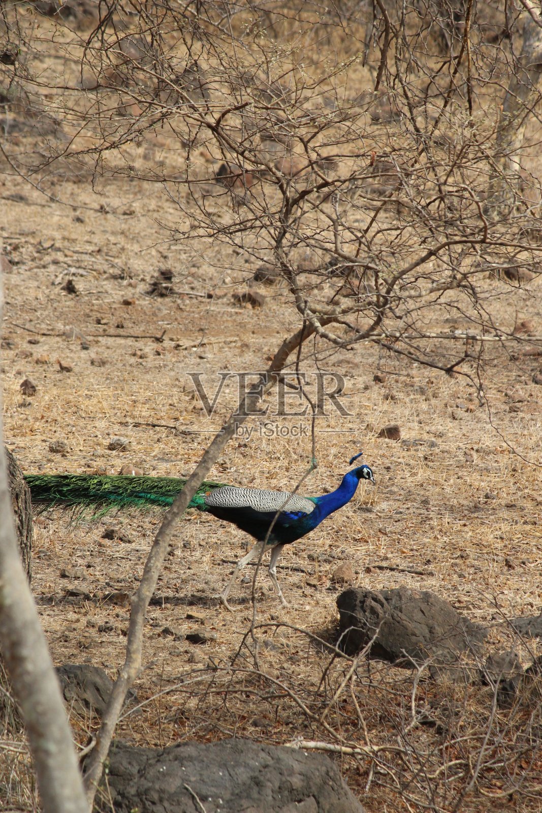 豌豆家禽照片摄影图片