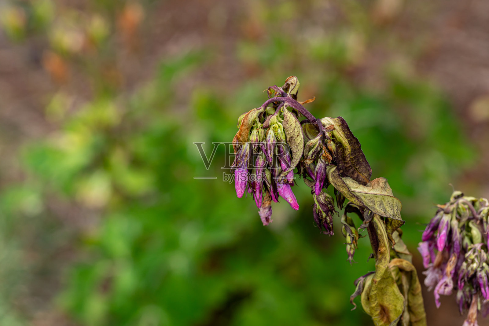 花园植夹竹桃，茎叶呈褐色，奄奄一息。花卉园林、植物养护和病害问题的概念。照片摄影图片