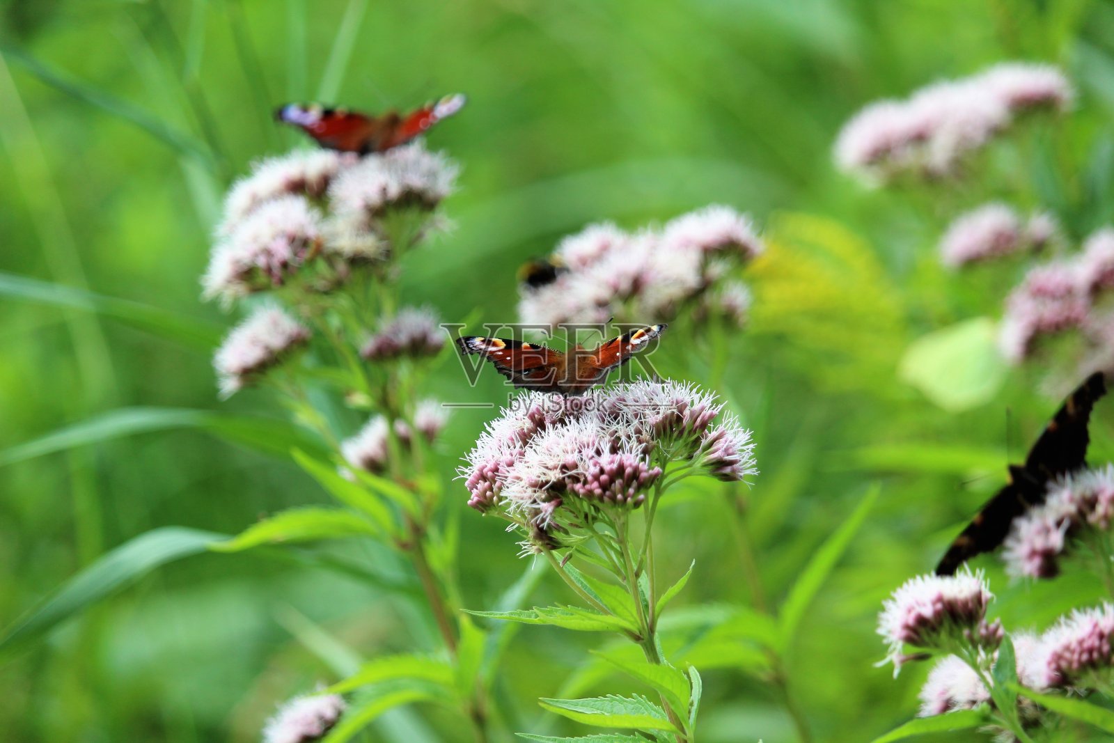 蝴蝶照片摄影图片