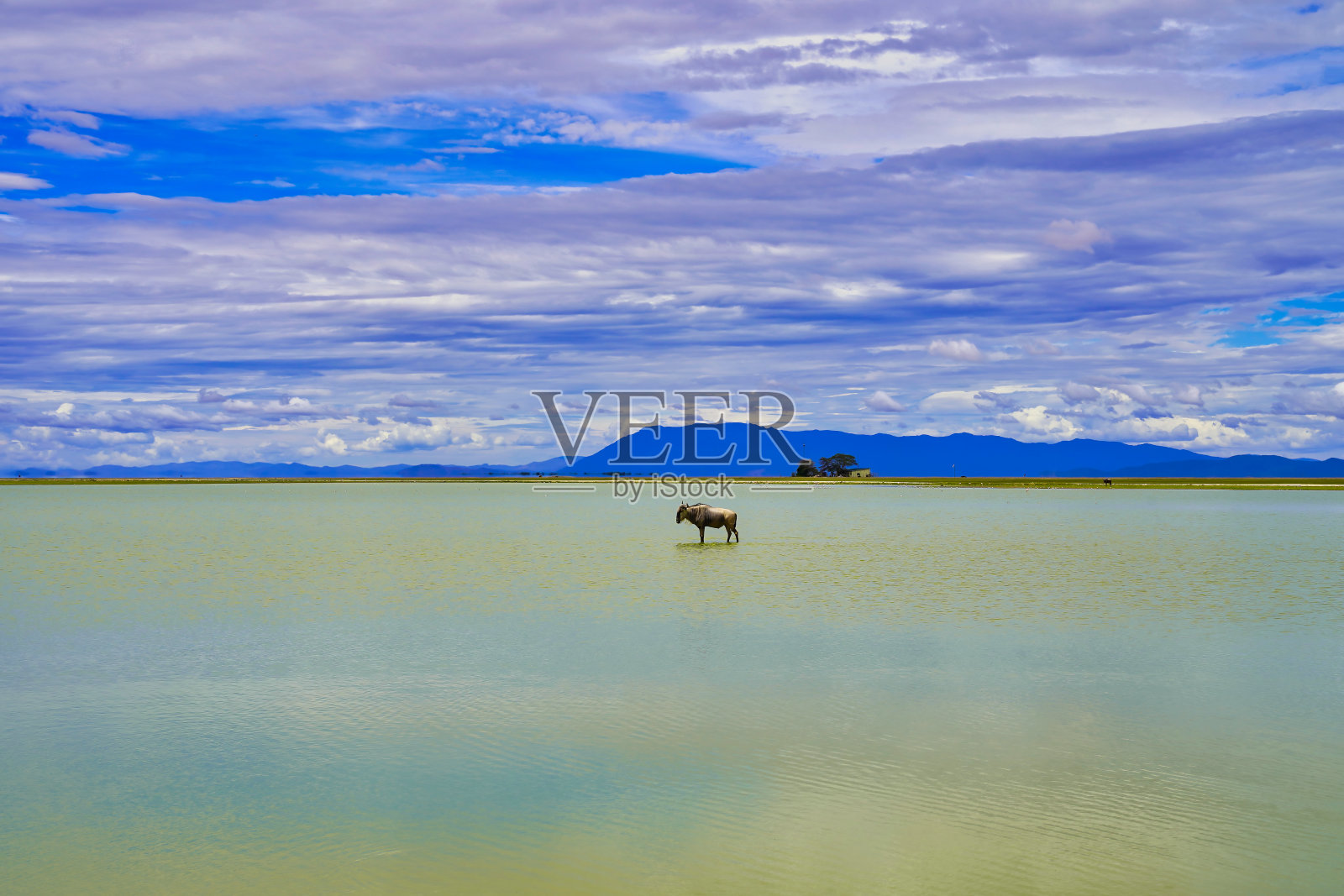 安博塞利的角马照片摄影图片
