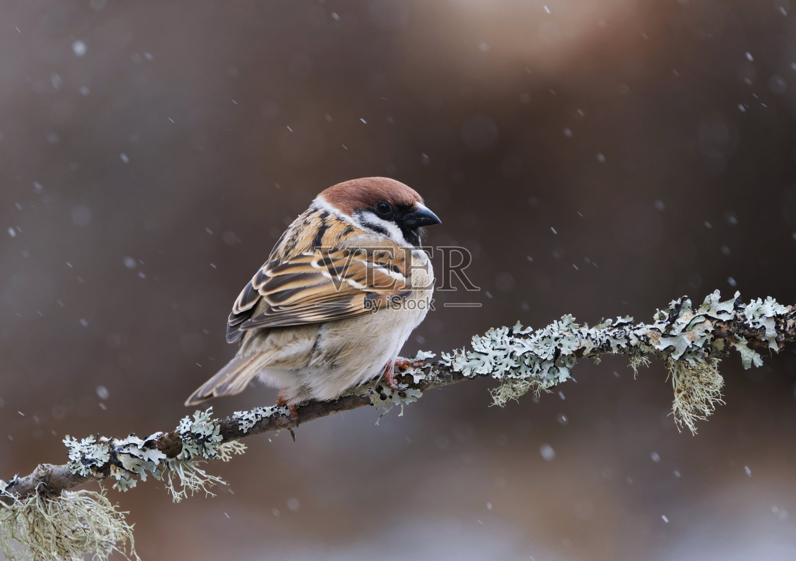 欧亚树雀(Passer montanus)在早春的降雪中栖息在花园里的树枝上。照片摄影图片