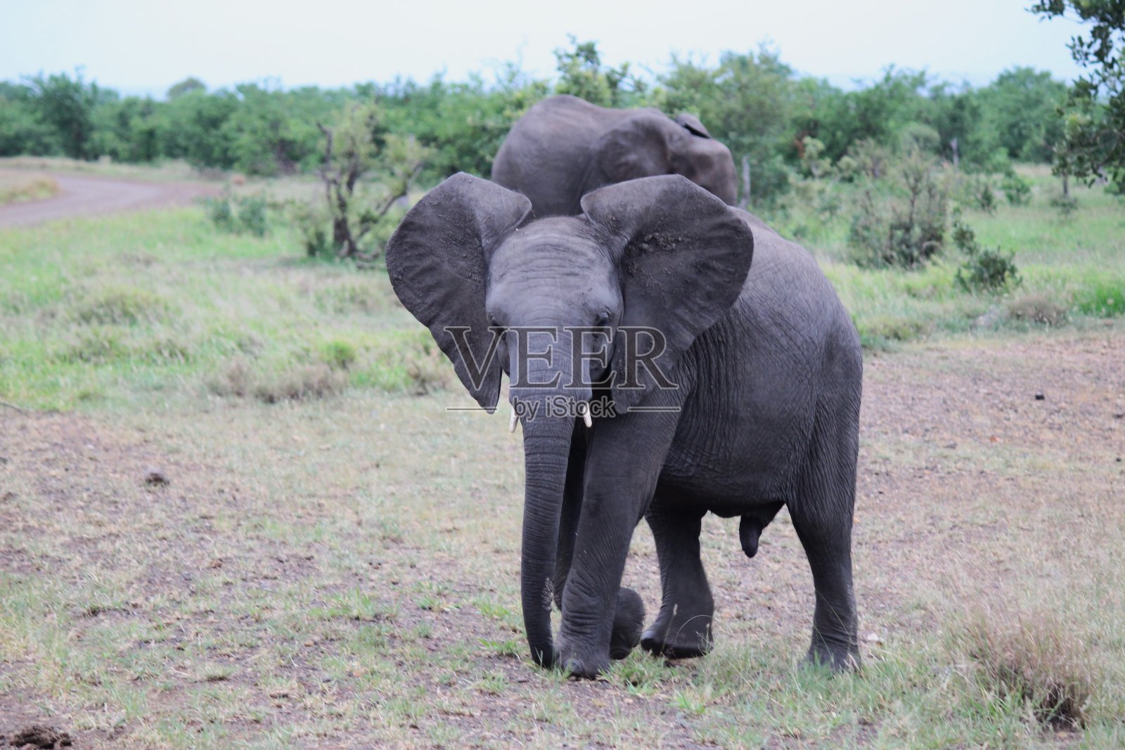 年轻的大象照片摄影图片