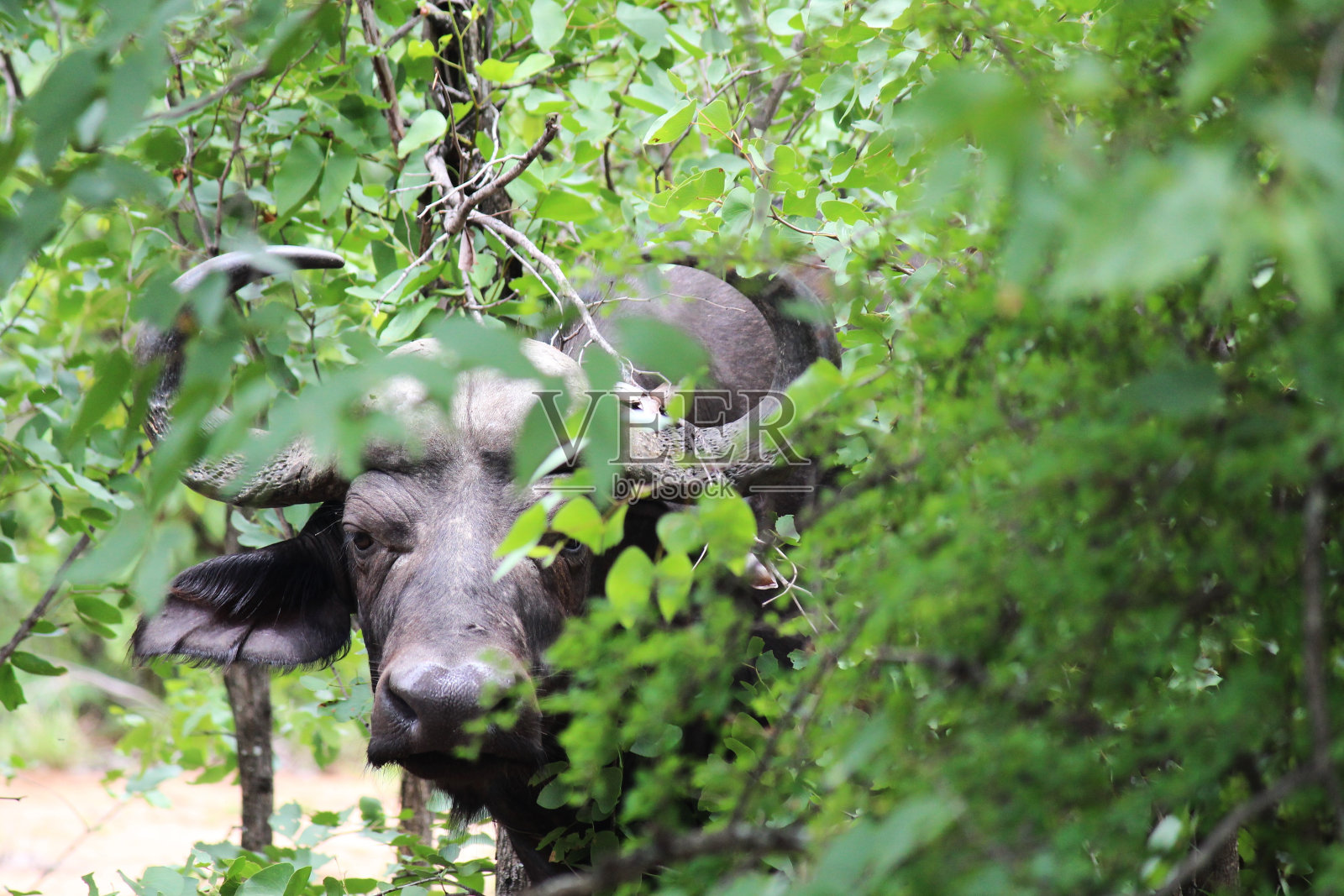 抛媚眼水牛照片摄影图片