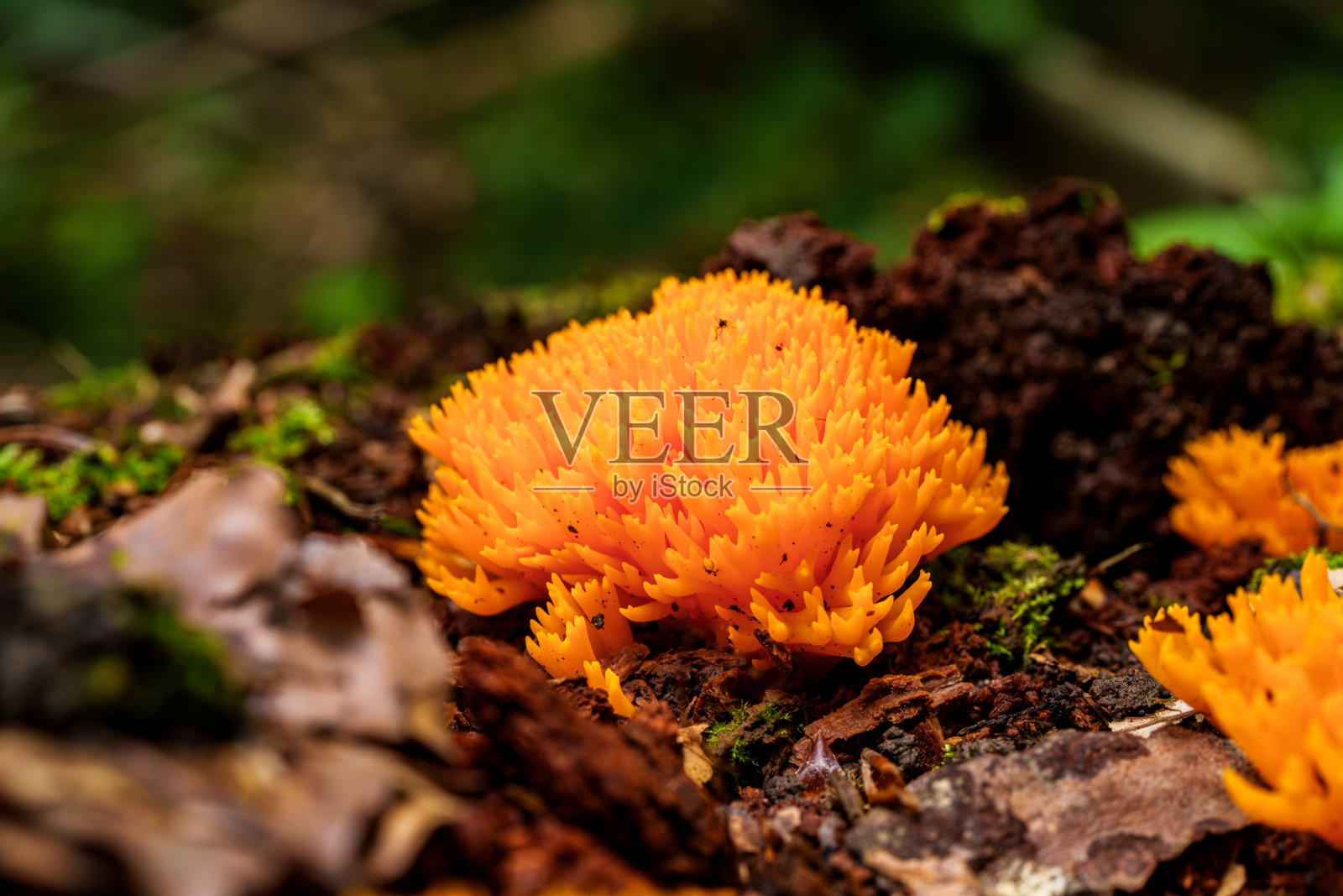 在森林的地面上可以找到充满活力的橙色珊瑚真菌，为环境增添了美丽照片摄影图片