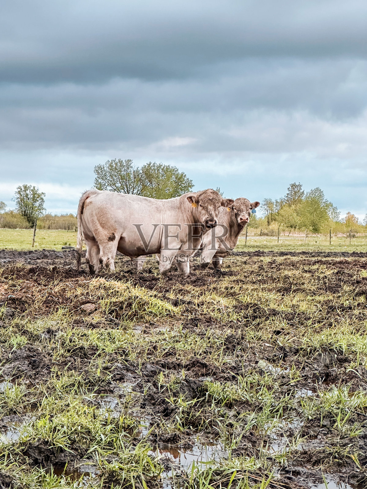 马尼托巴加拿大草原牧场春天五月照片摄影图片