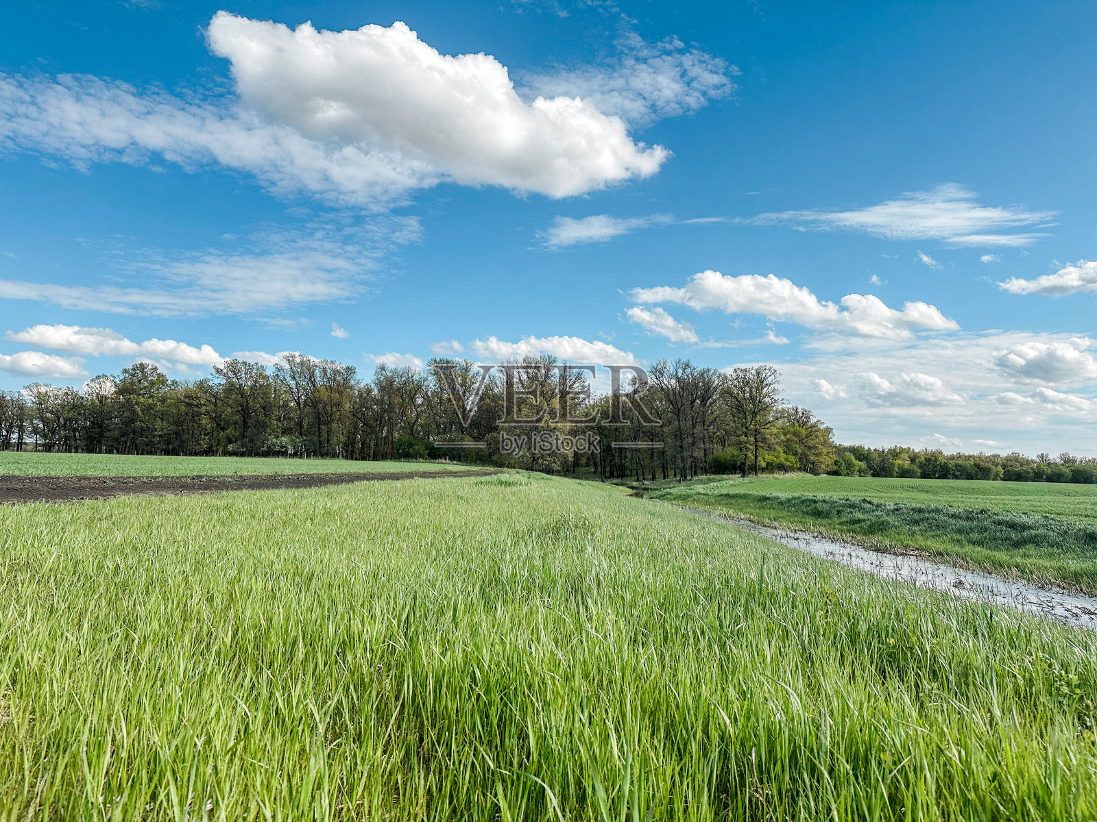 加拿大马尼托巴省麦田作物照片摄影图片
