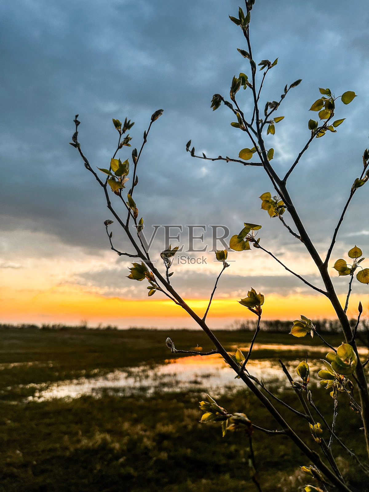 马尼托巴加拿大草原牧场春天五月照片摄影图片
