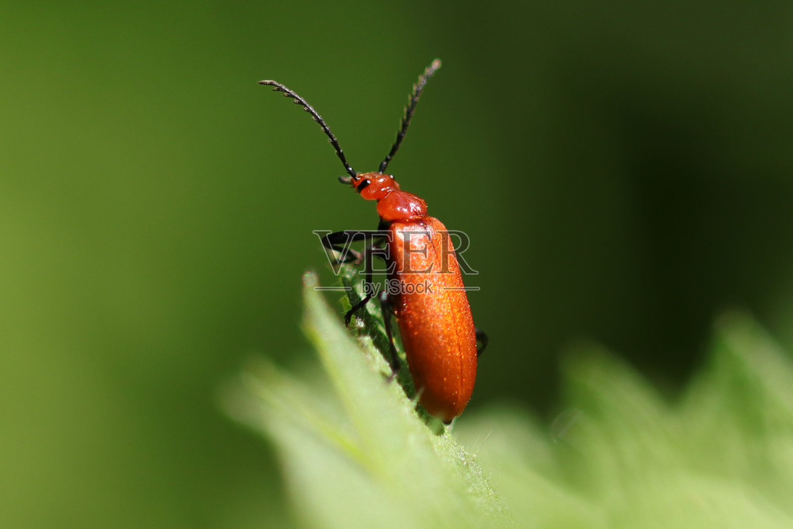 Pyrochre <s:1> tête rouge -红衣主教<s:2> tête胭脂(Pyrochroa serraticornis)照片摄影图片