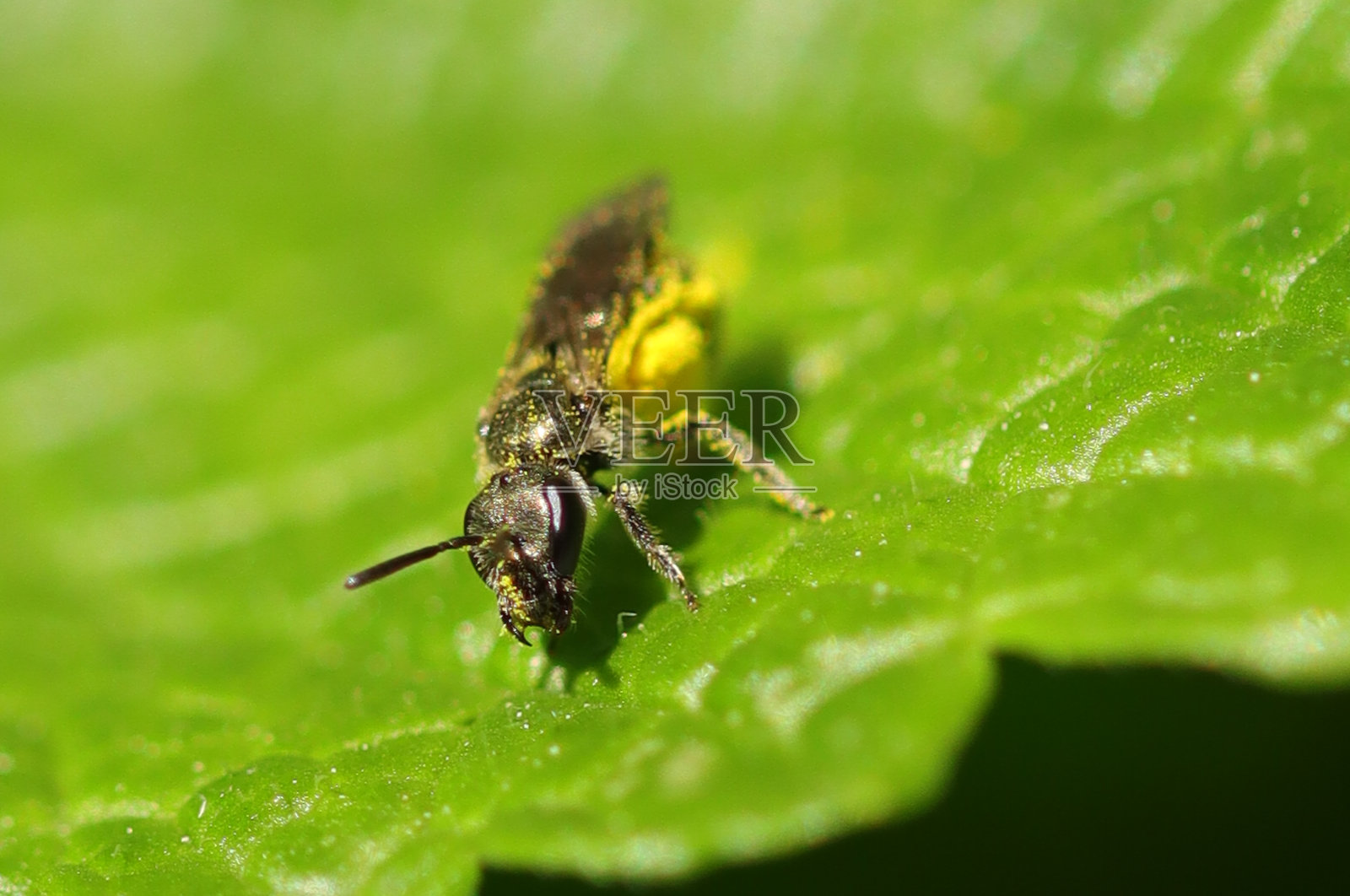 舌草属照片摄影图片