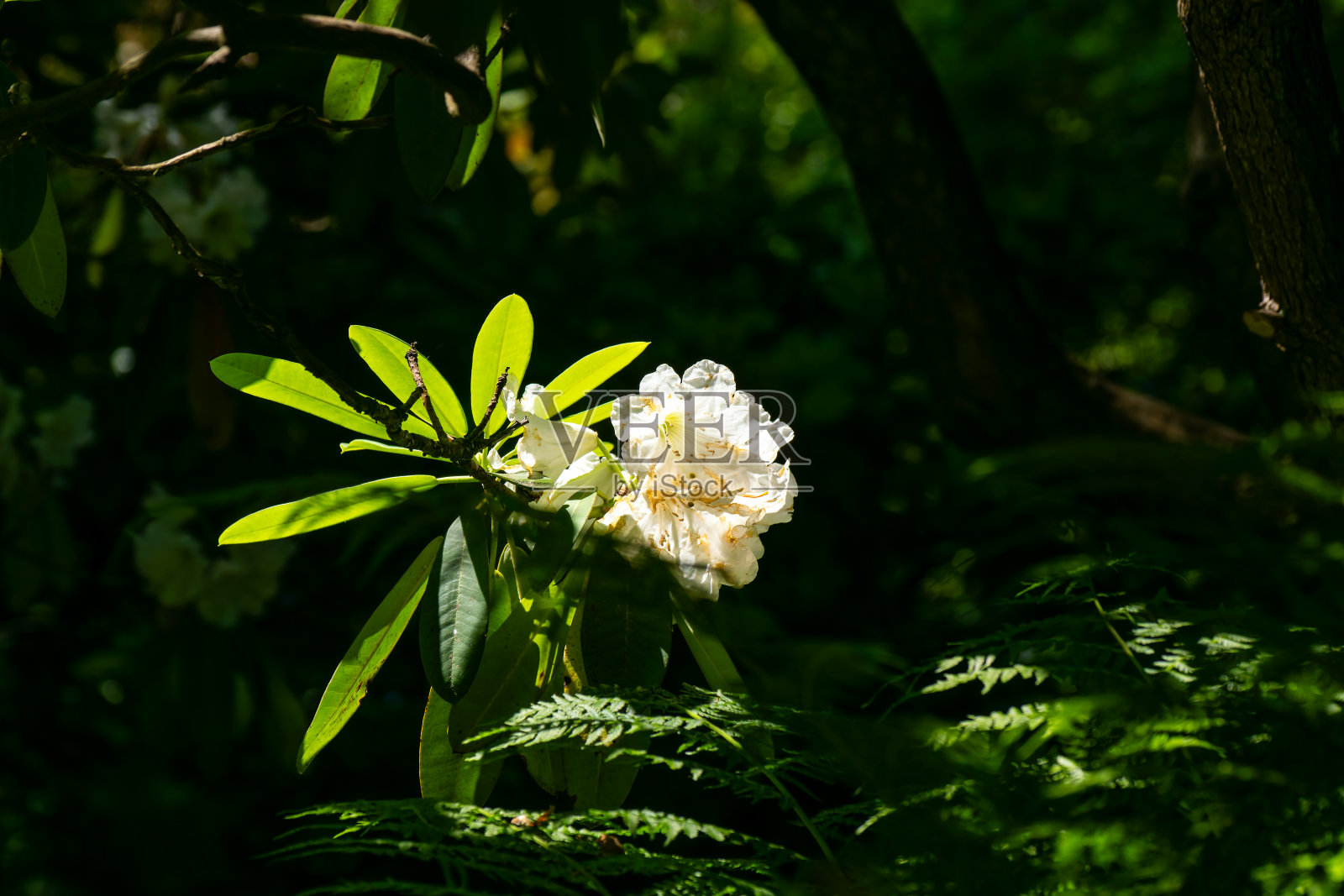 林中花园照片摄影图片
