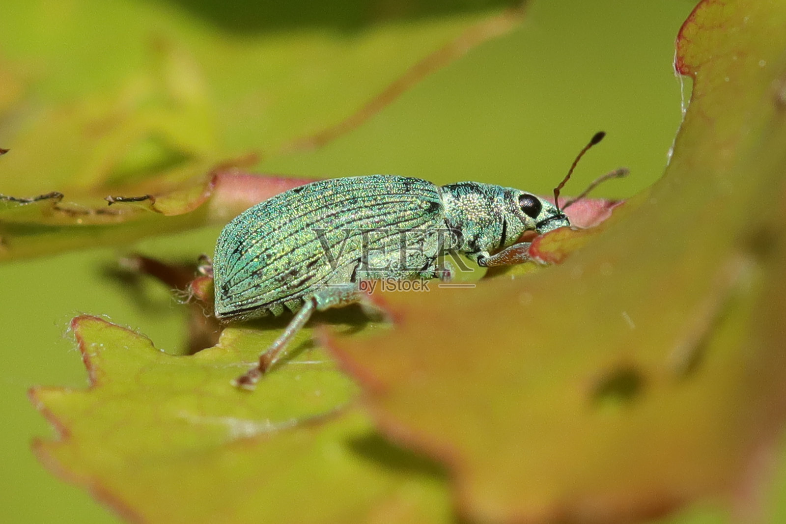 福摩苏波吕索斯照片摄影图片